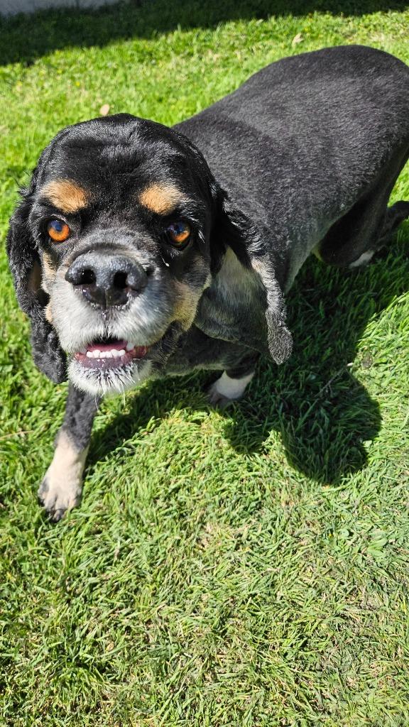 Enlarge TJ, a Adoptable Cocker Spaniel in Austin, TX image 2/5
