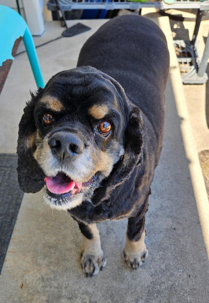 Enlarge TJ, a Adoptable Cocker Spaniel in Austin, TX image 3/5