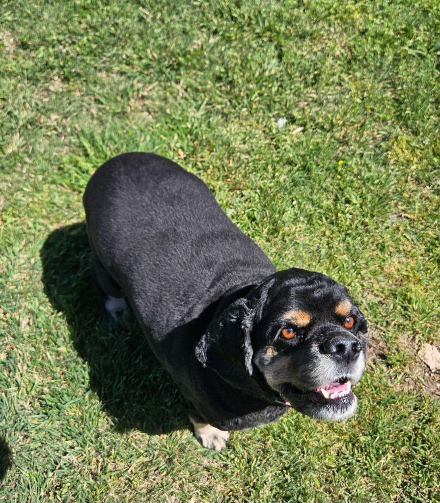 Enlarge TJ, a Adoptable Cocker Spaniel in Austin, TX image 4/5