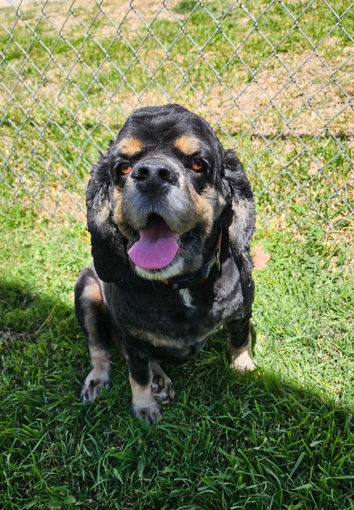 Enlarge TJ, a Adoptable Cocker Spaniel in Austin, TX image 5/5