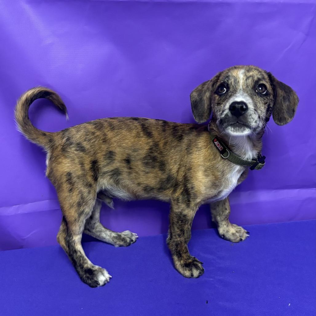 Enlarge Tanker, a Adoptable mixed breed in North Myrtle Beach, SC image 1/1
