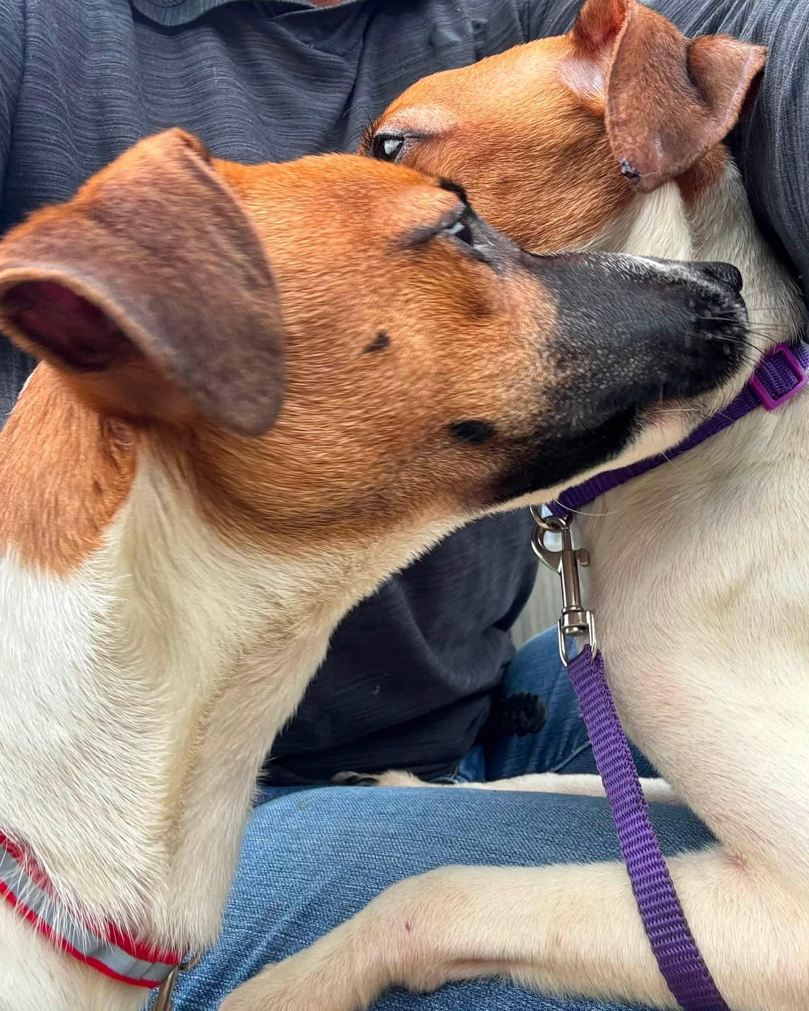 Enlarge Keegan, an adopted Rat Terrier in Decorah, IA image 3/4