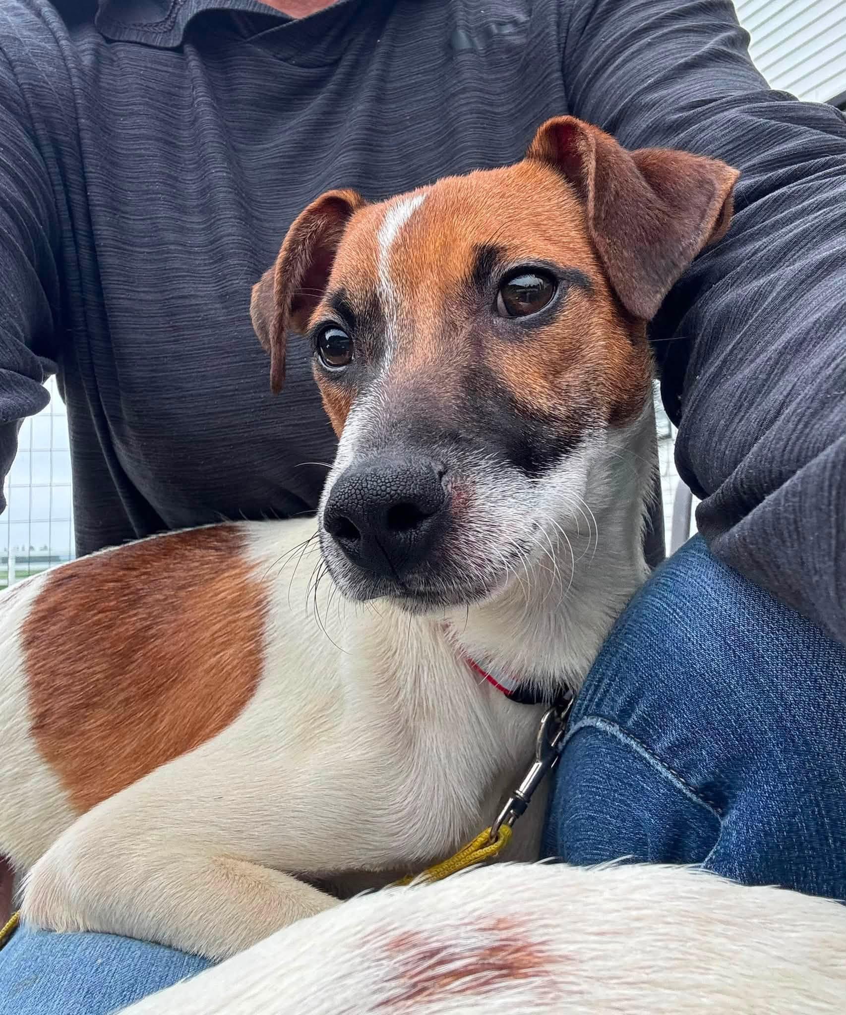 Enlarge Keegan, an adopted Rat Terrier in Decorah, IA image 2/4