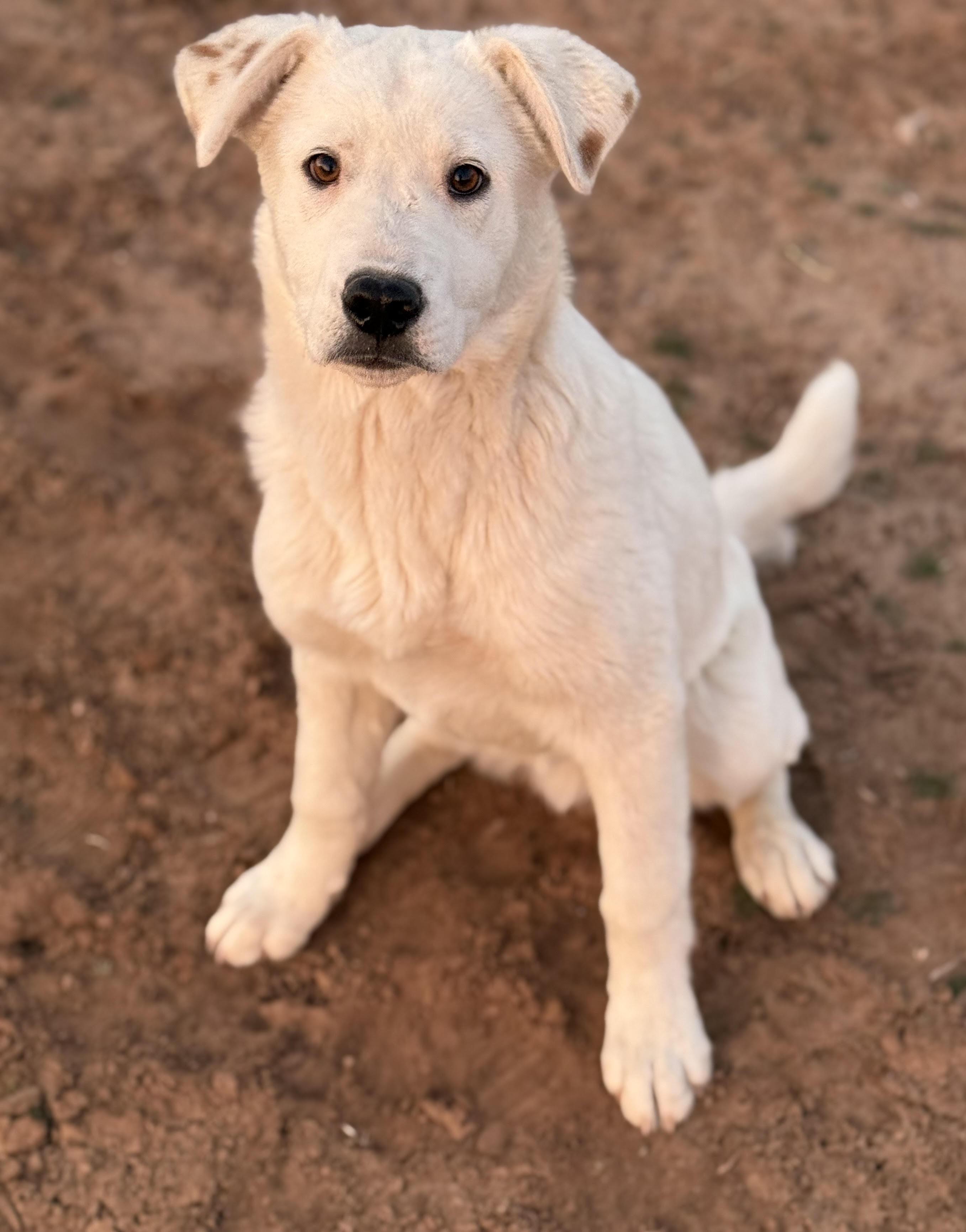 Murphy, a Adoptable mixed breed in Albuquerque, NM image 2/4