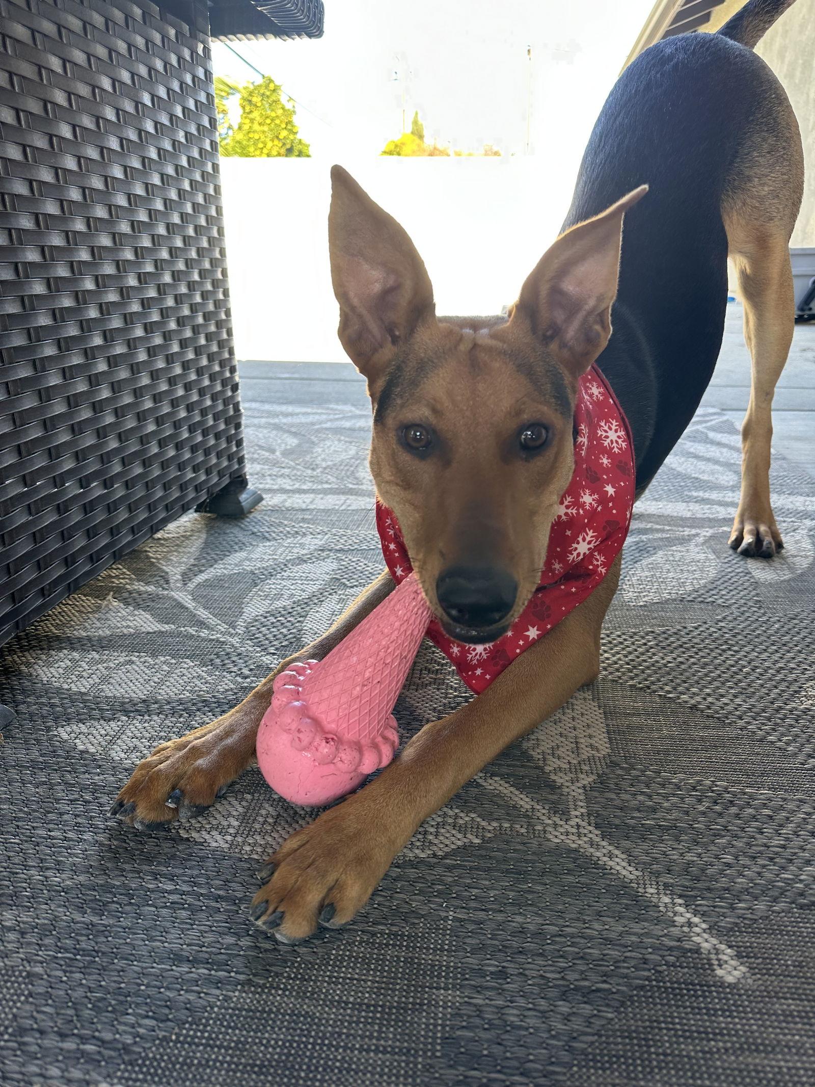 Enlarge Dakota, a Adoptable Shepherd in Fullerton, CA image 1/3