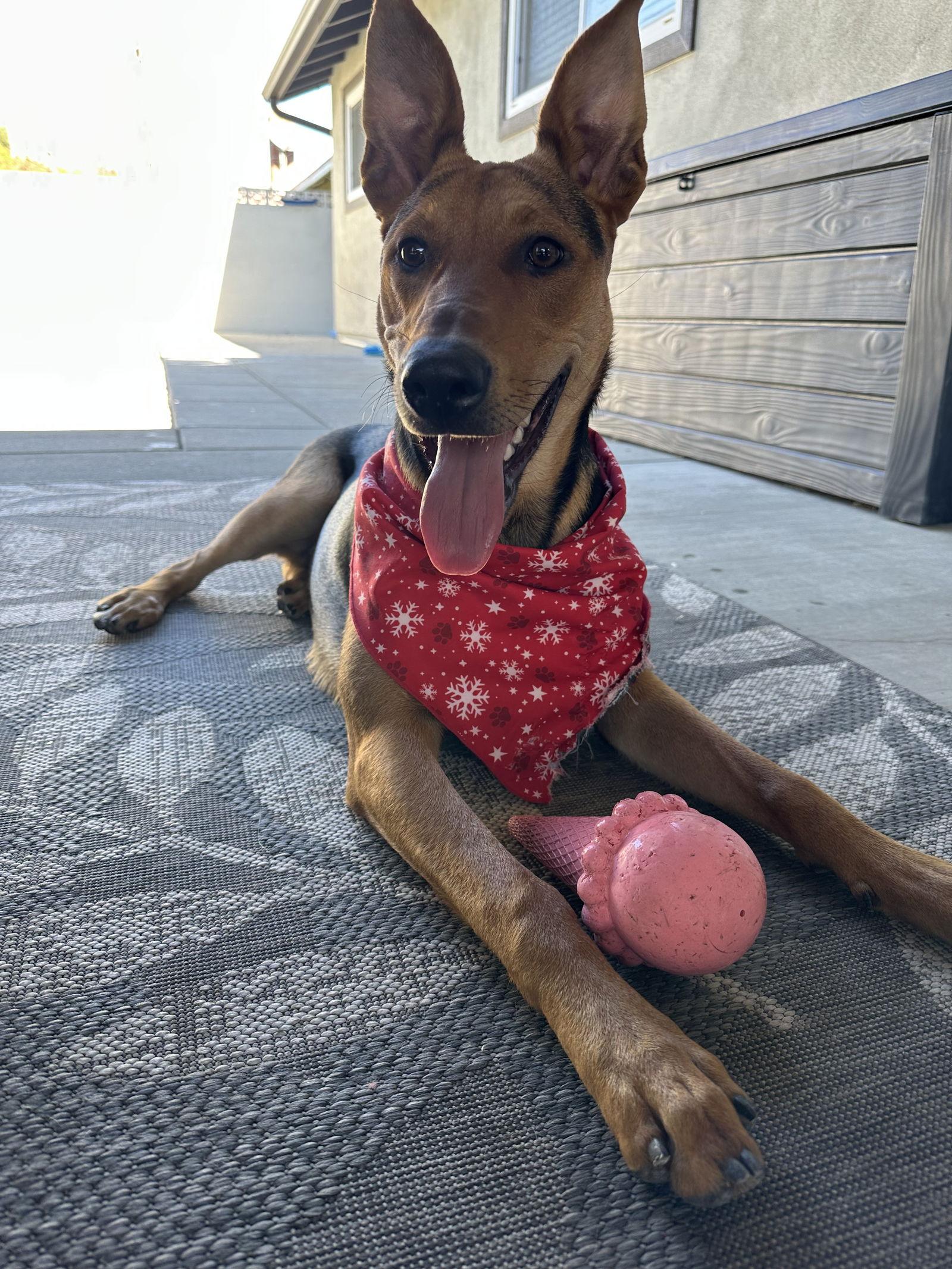 Enlarge Dakota, a Adoptable Shepherd in Fullerton, CA image 2/3