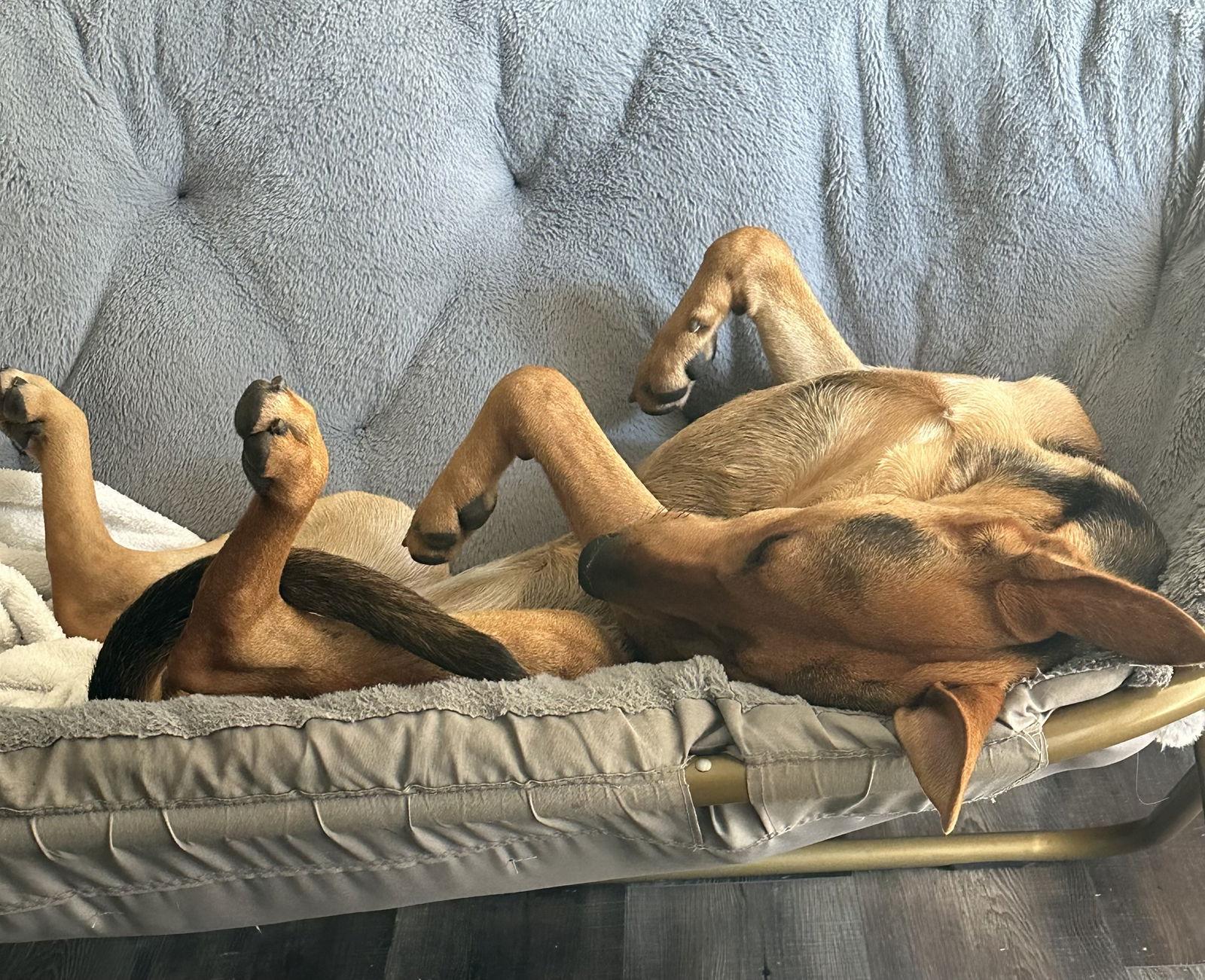 Enlarge Dakota, a Adoptable Shepherd in Fullerton, CA image 3/3