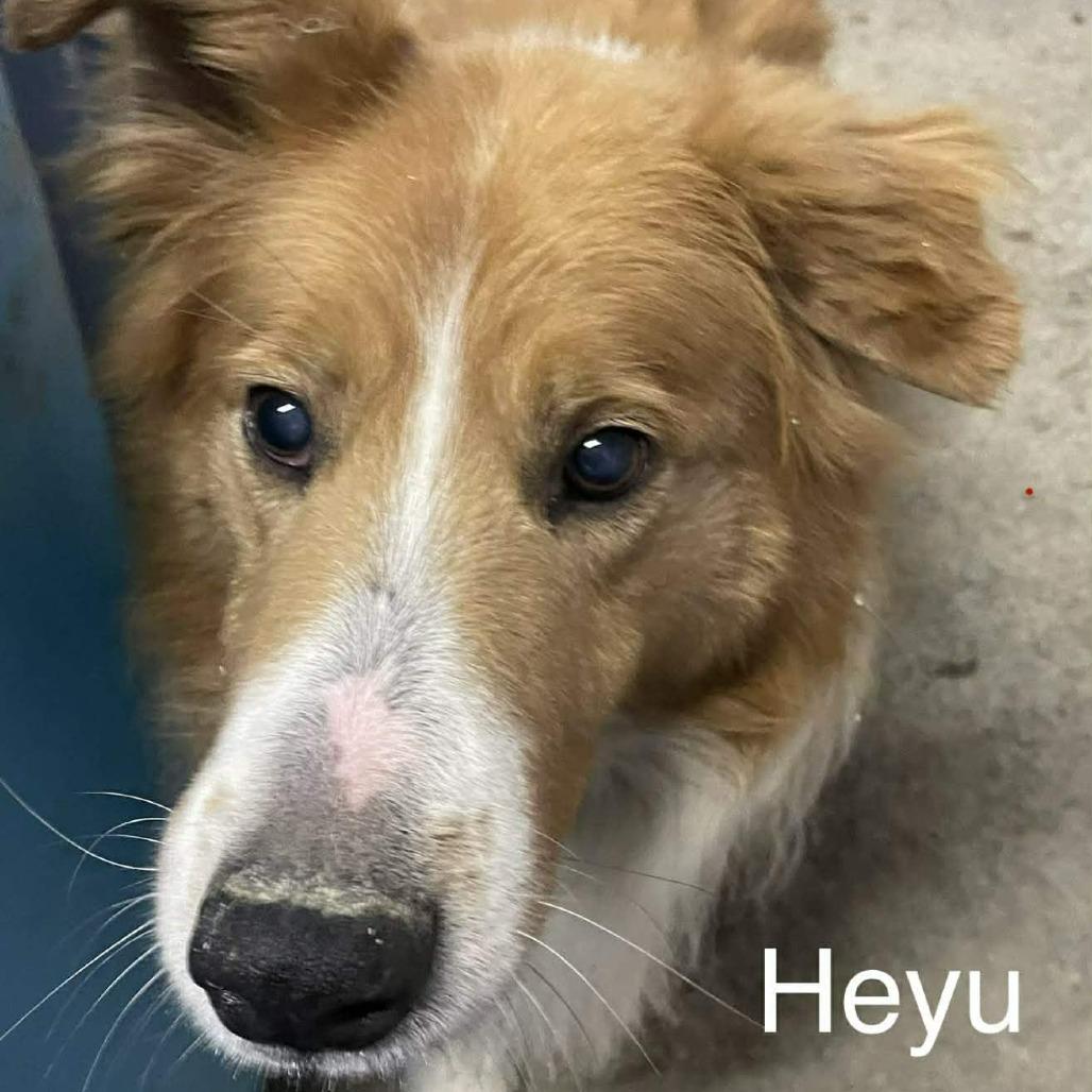 Red, Adoptable, Senior Male Rough Collie.