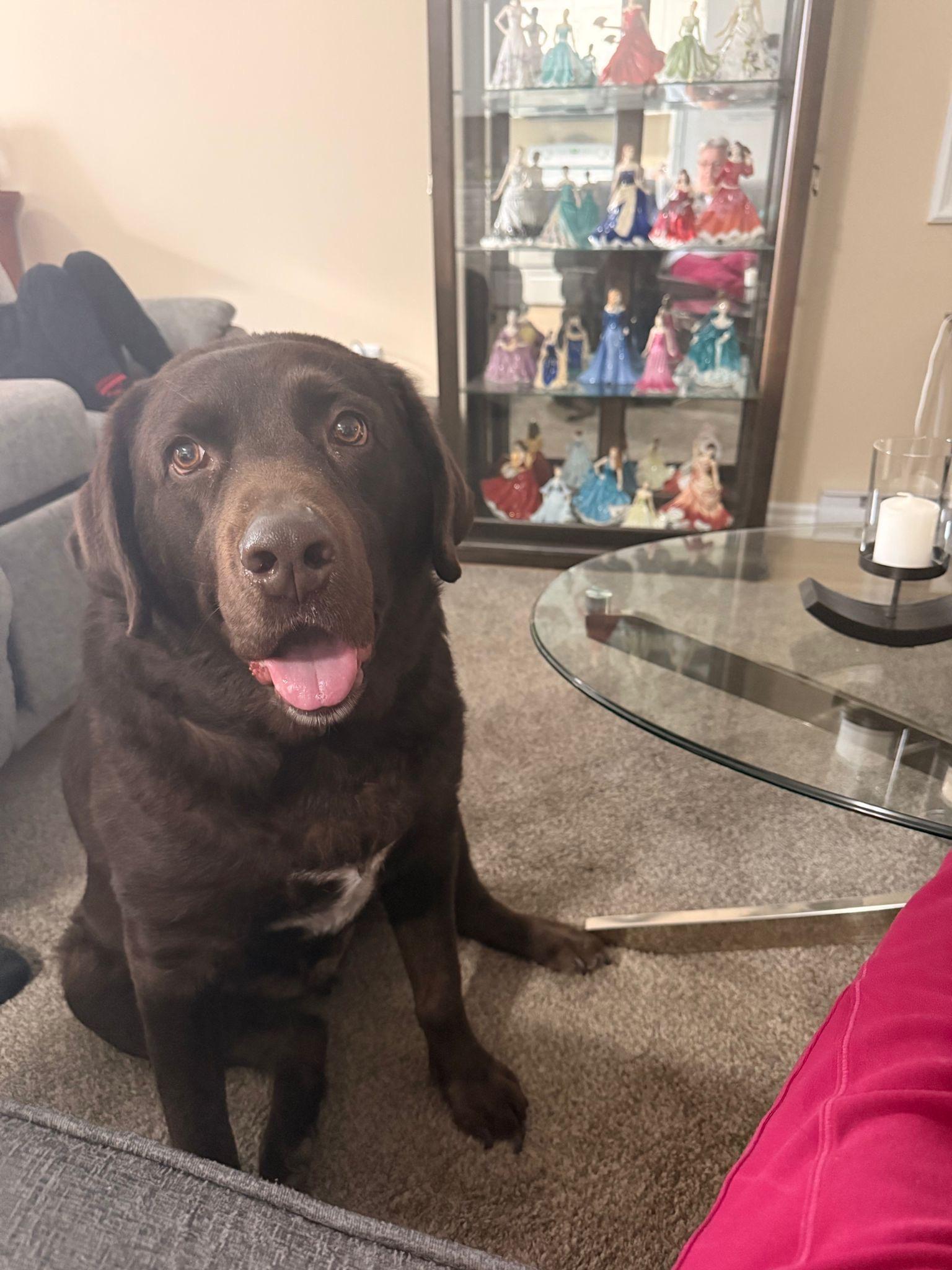 Mocha, a ADOPTABLE Labrador Retriever in Oakville, ON image 3/3