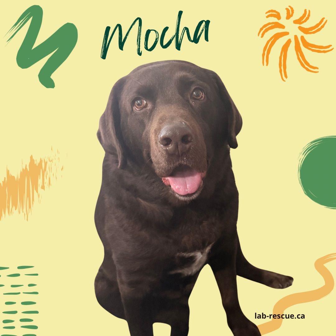 Mocha, ADOPTABLE, Adult Male Labrador Retriever.