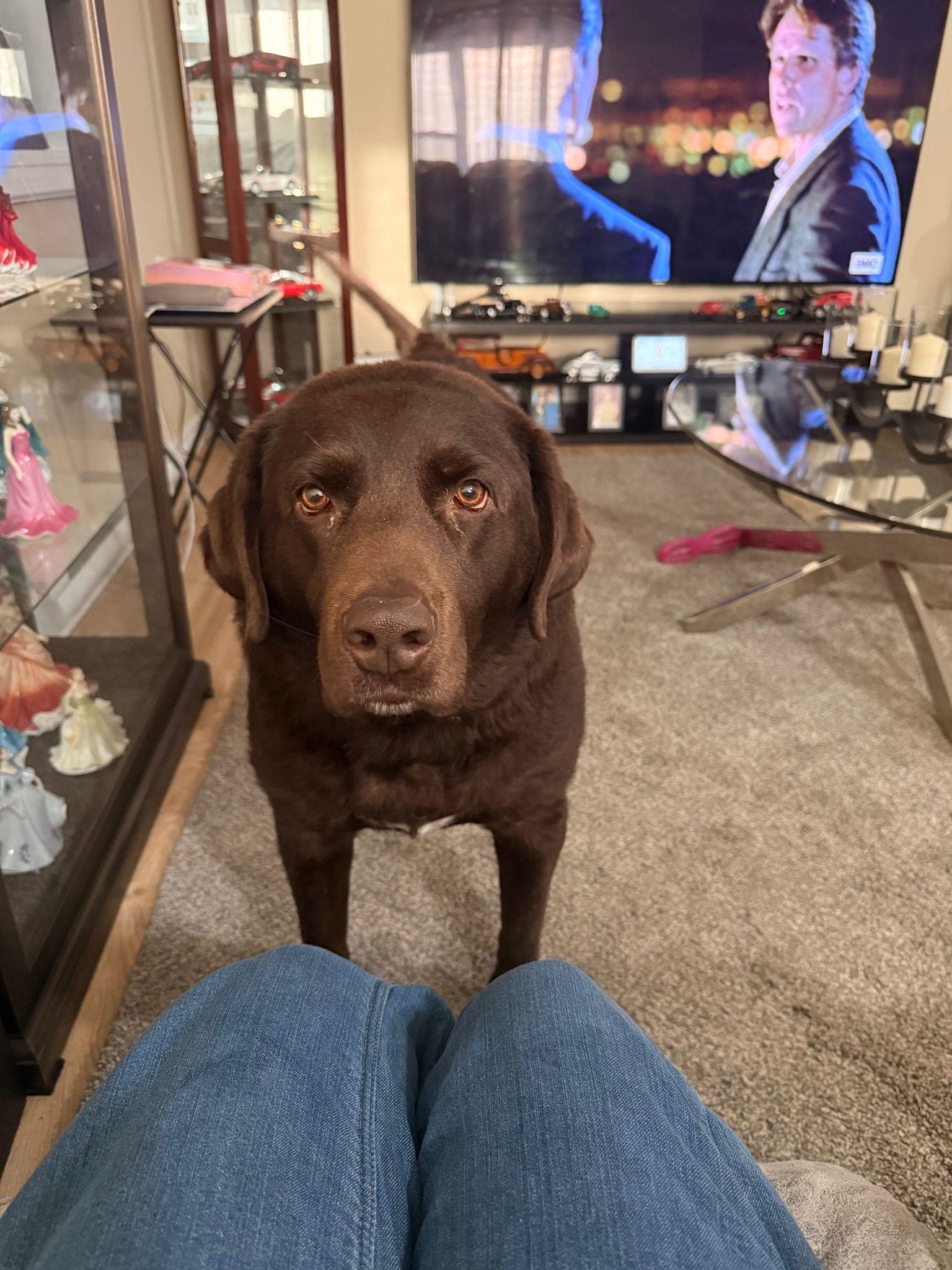 Mocha, a ADOPTABLE Labrador Retriever in Oakville, ON image 2/3