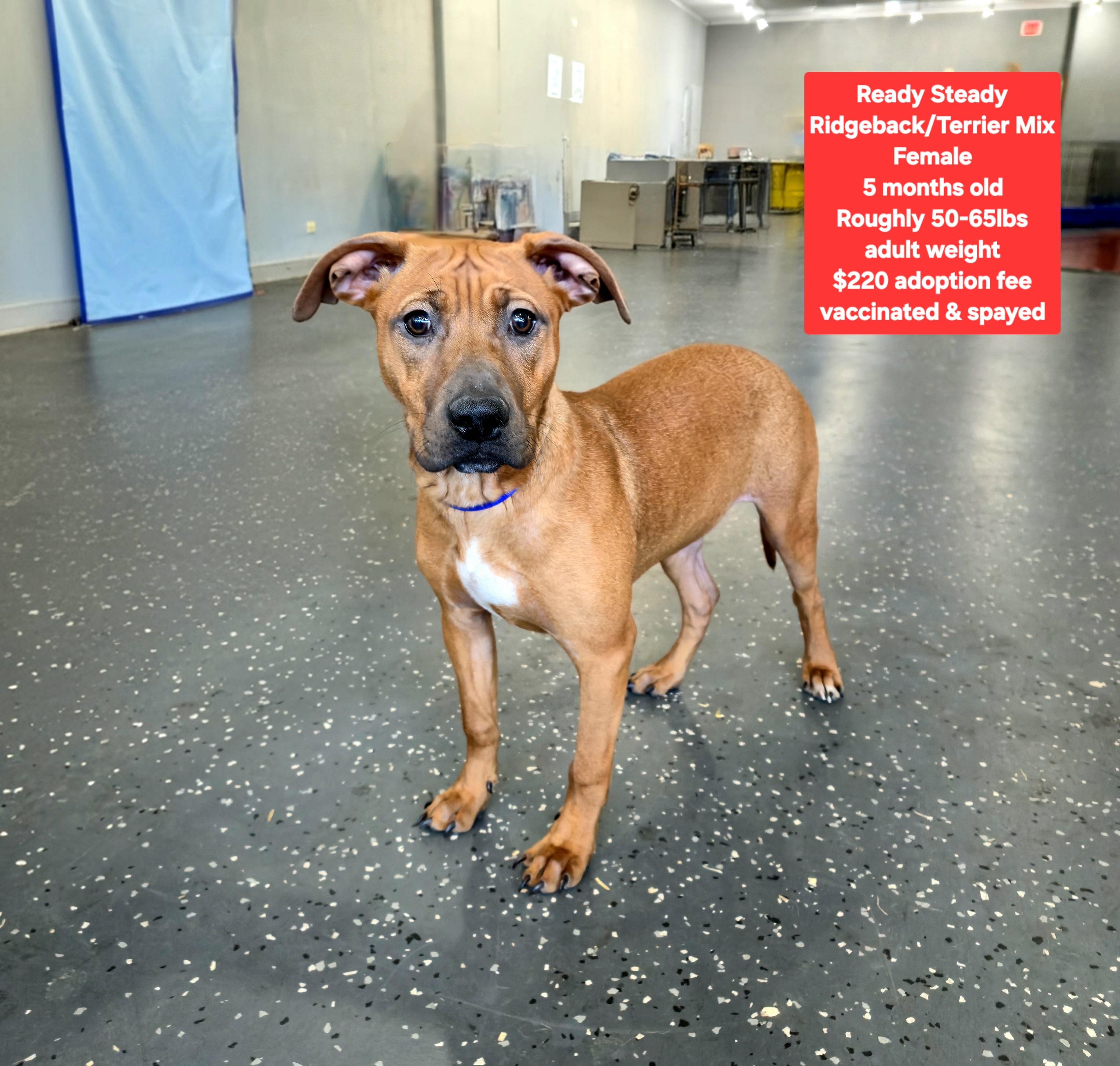 Ready Steady, ADOPTABLE, Puppy Female Rhodesian Ridgeback & Terrier.