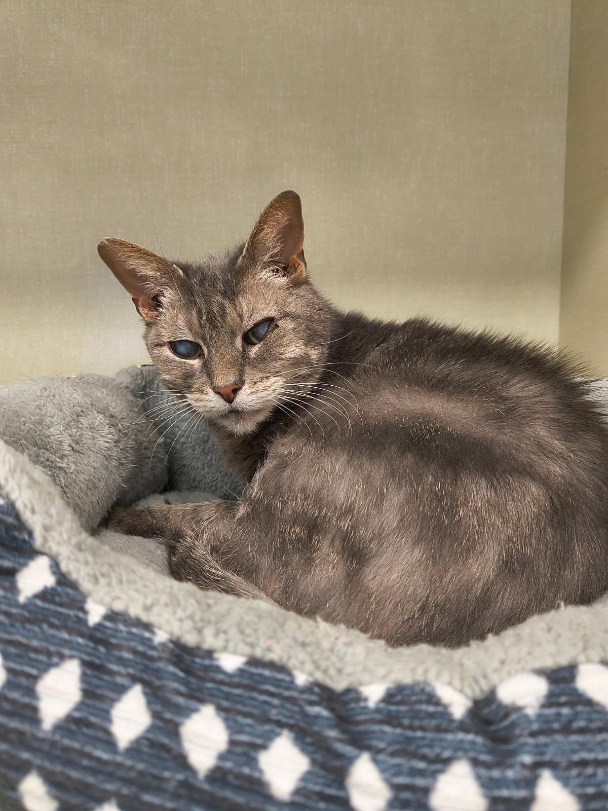 Pocky, ADOPTABLE, Senior Female Domestic Short Hair.