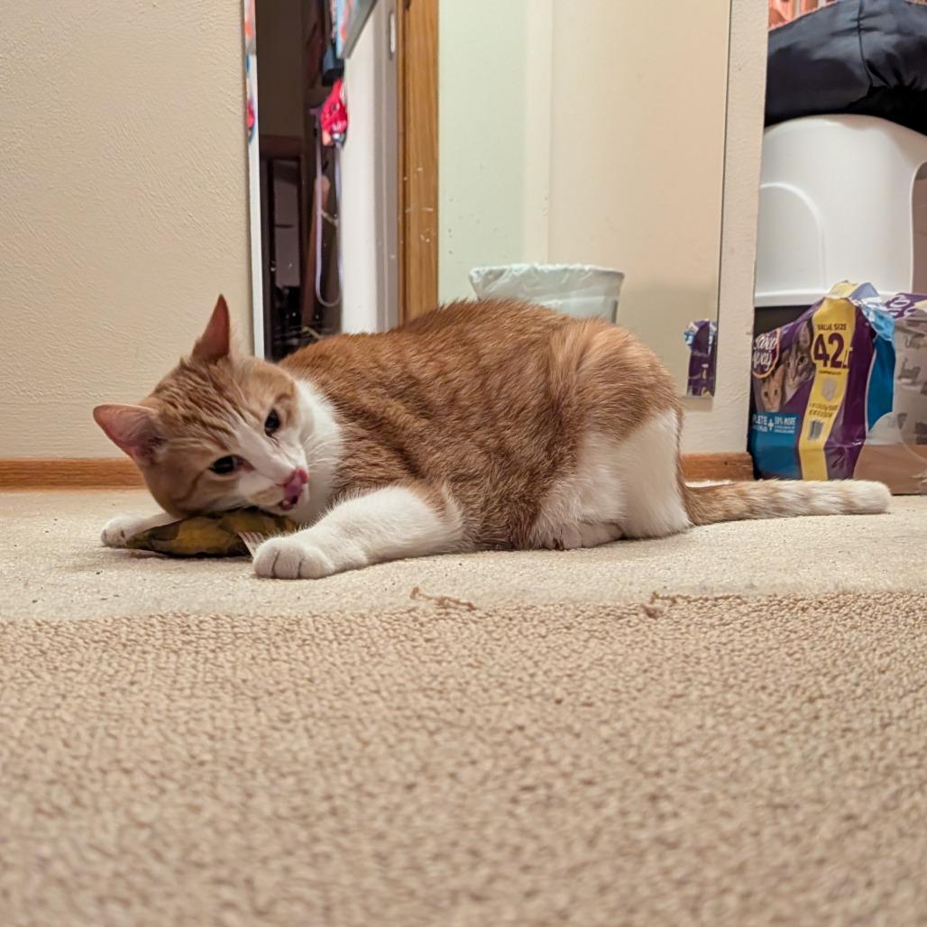 Habanero--In Foster, a Adoptable Domestic Short Hair in Fargo, ND image 1/6