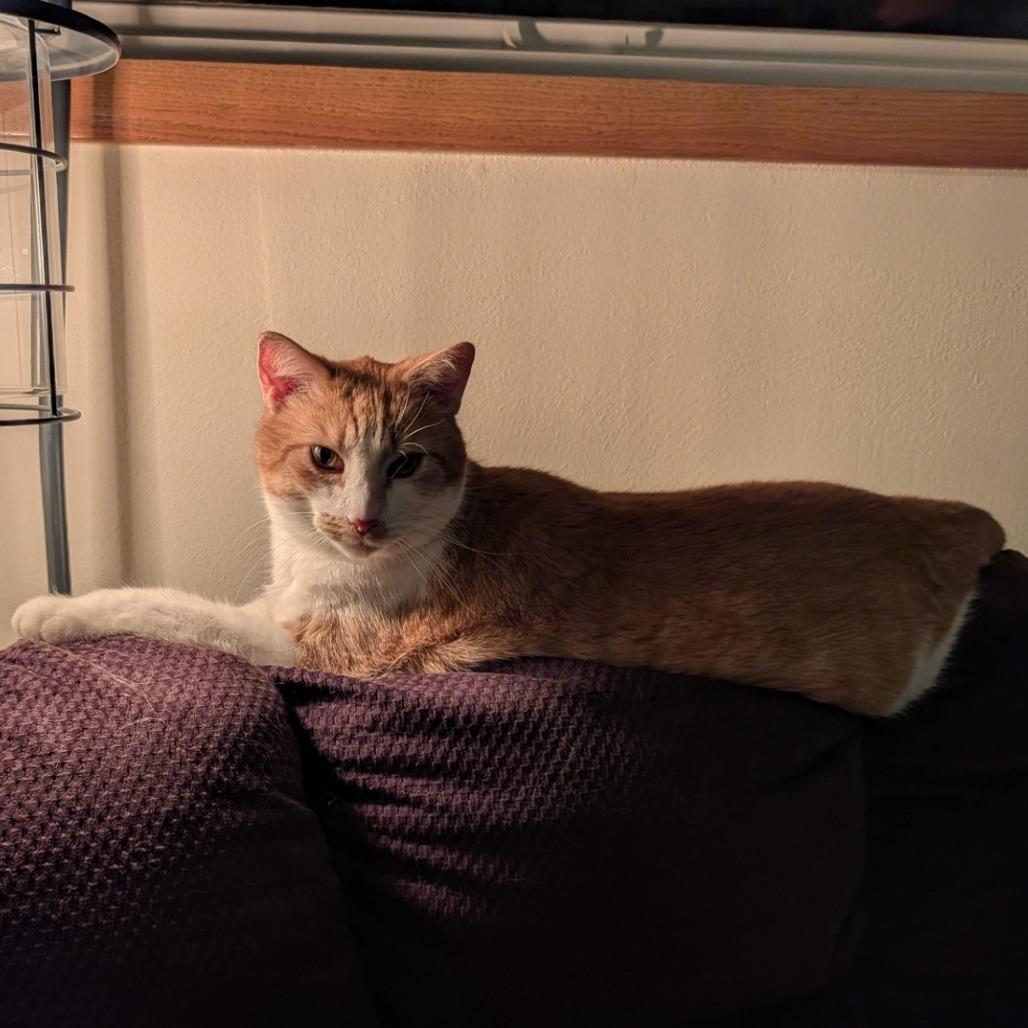 Habanero--In Foster, a Adoptable Domestic Short Hair in Fargo, ND image 3/6
