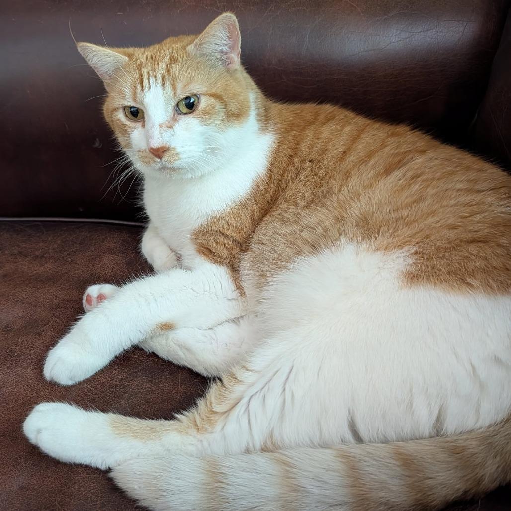 Habanero--In Foster, a Adoptable Domestic Short Hair in Fargo, ND image 4/6