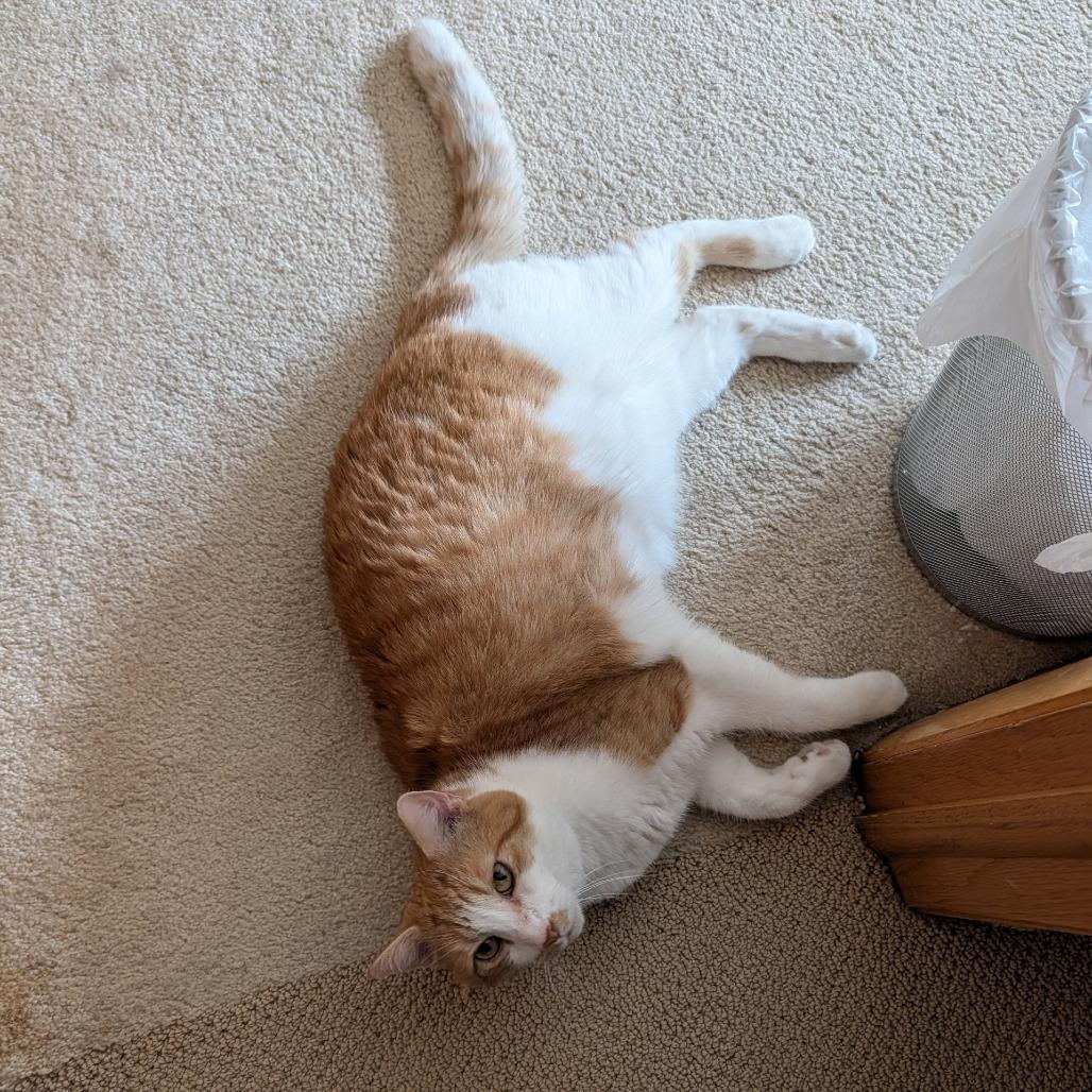 Habanero--In Foster, a Adoptable Domestic Short Hair in Fargo, ND image 4/6