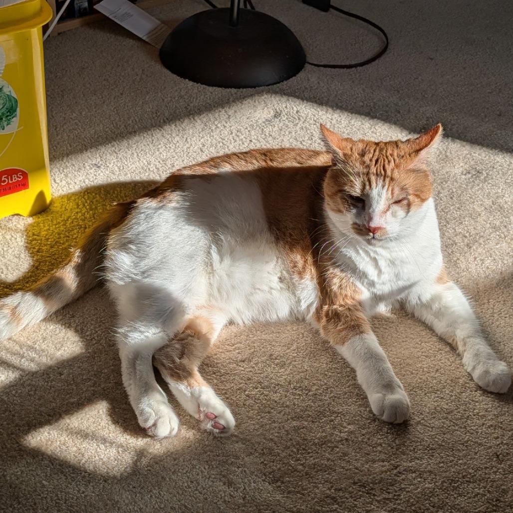 Habanero--In Foster, a Adoptable Domestic Short Hair in Fargo, ND image 6/6