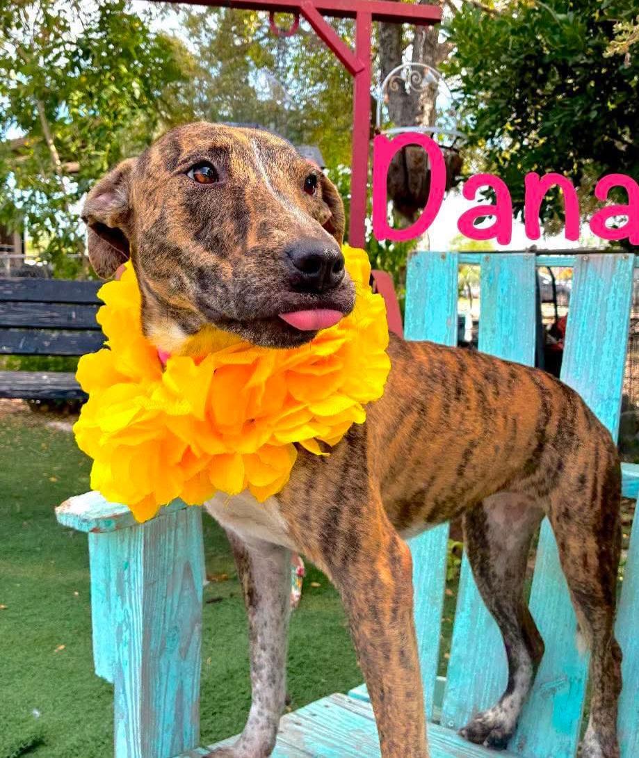 Enlarge Donna, a Adoptable mixed breed in Nashua, NH image 2/6