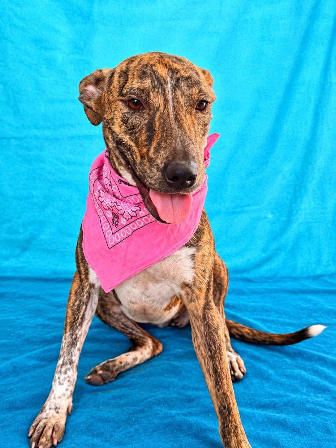 Enlarge Donna, a Adoptable mixed breed in Nashua, NH image 5/6