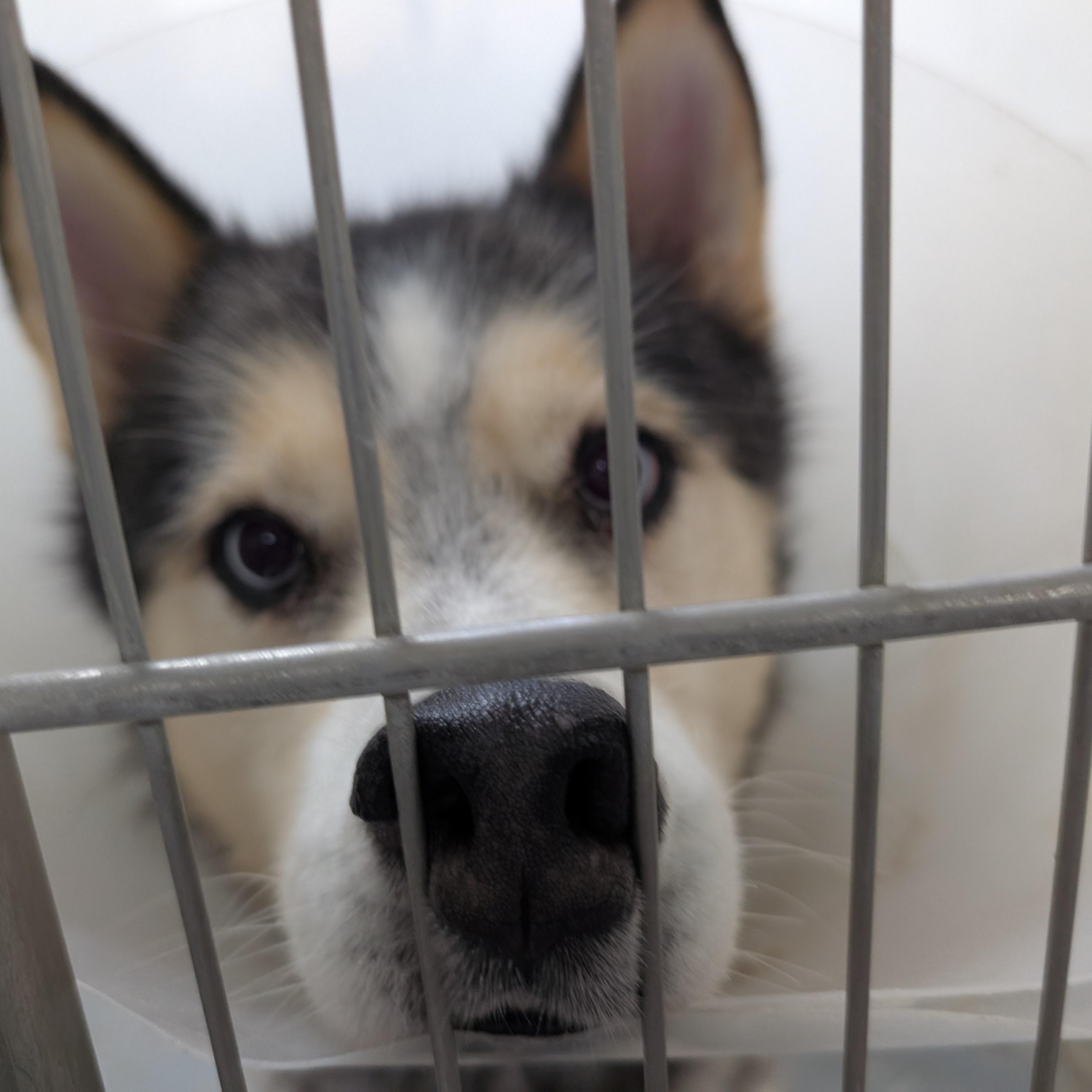 192086 Jacob, Adopted, Adult Male Husky.