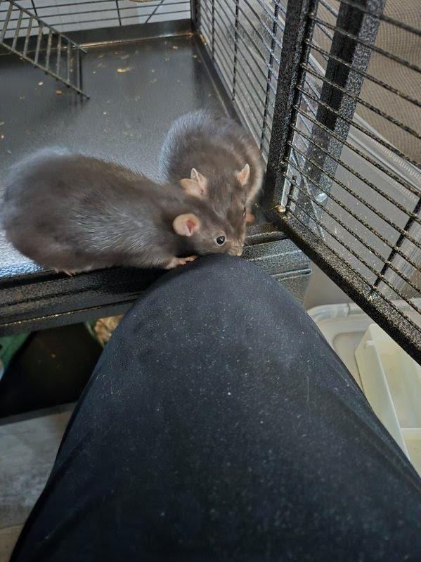 Enlarge Glen, a Adoptable Rat in Eagle Mountain, UT image 1/1