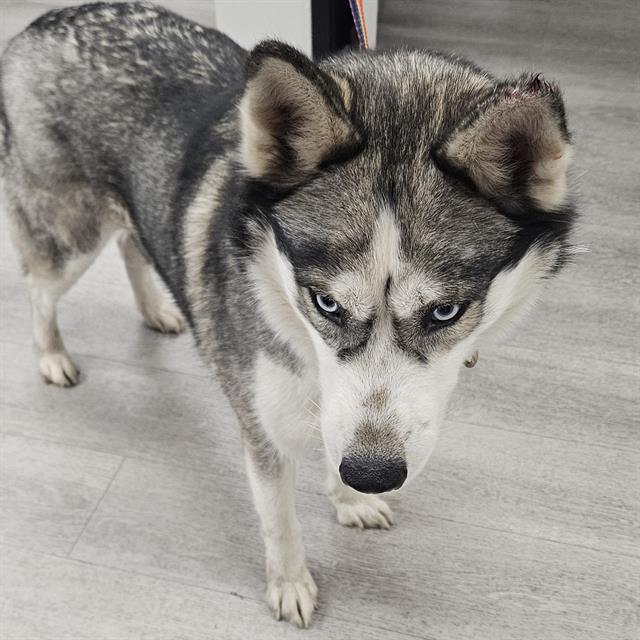 LUNA, Adoptable, Adult Female Husky.