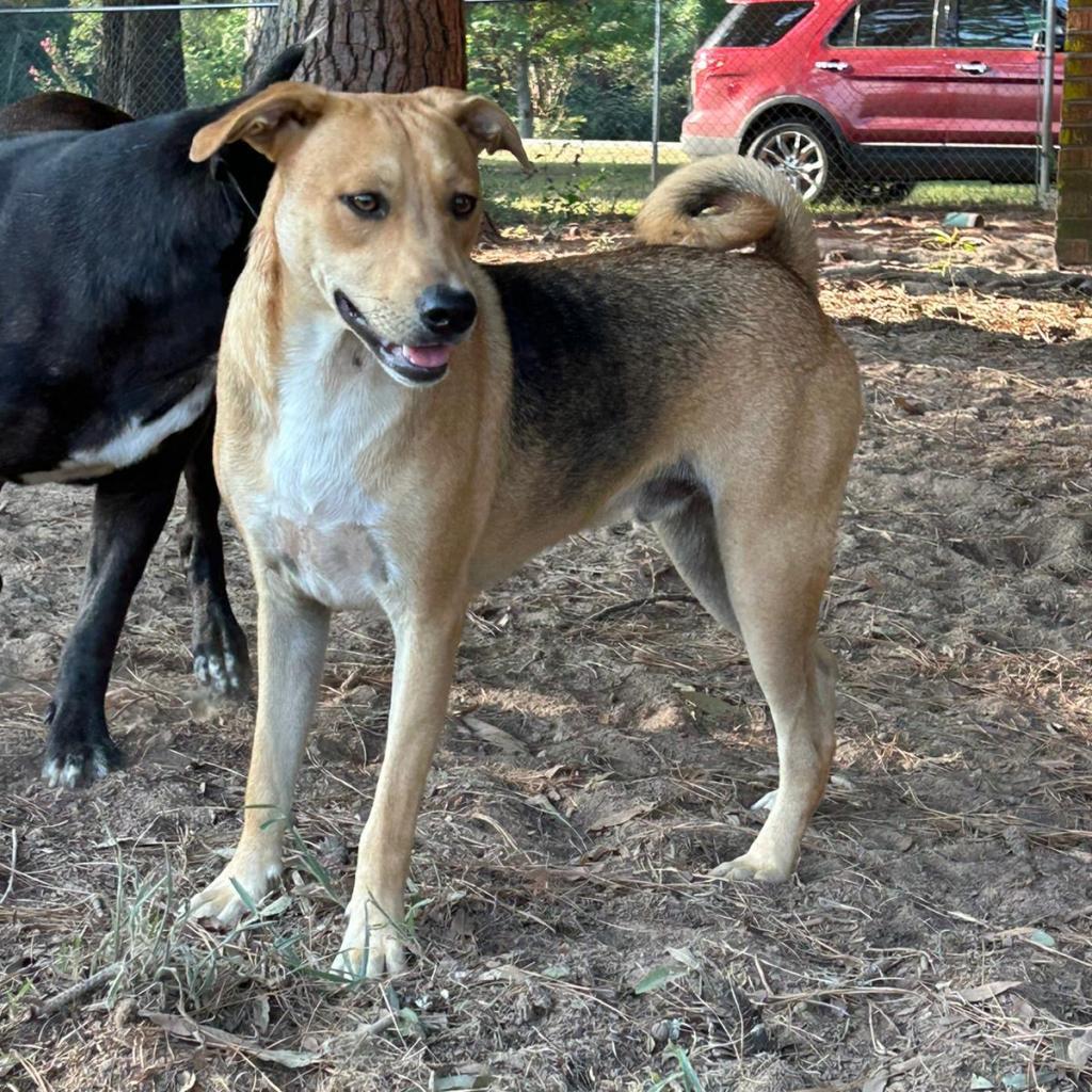 Rowdy, Adult Male Hound