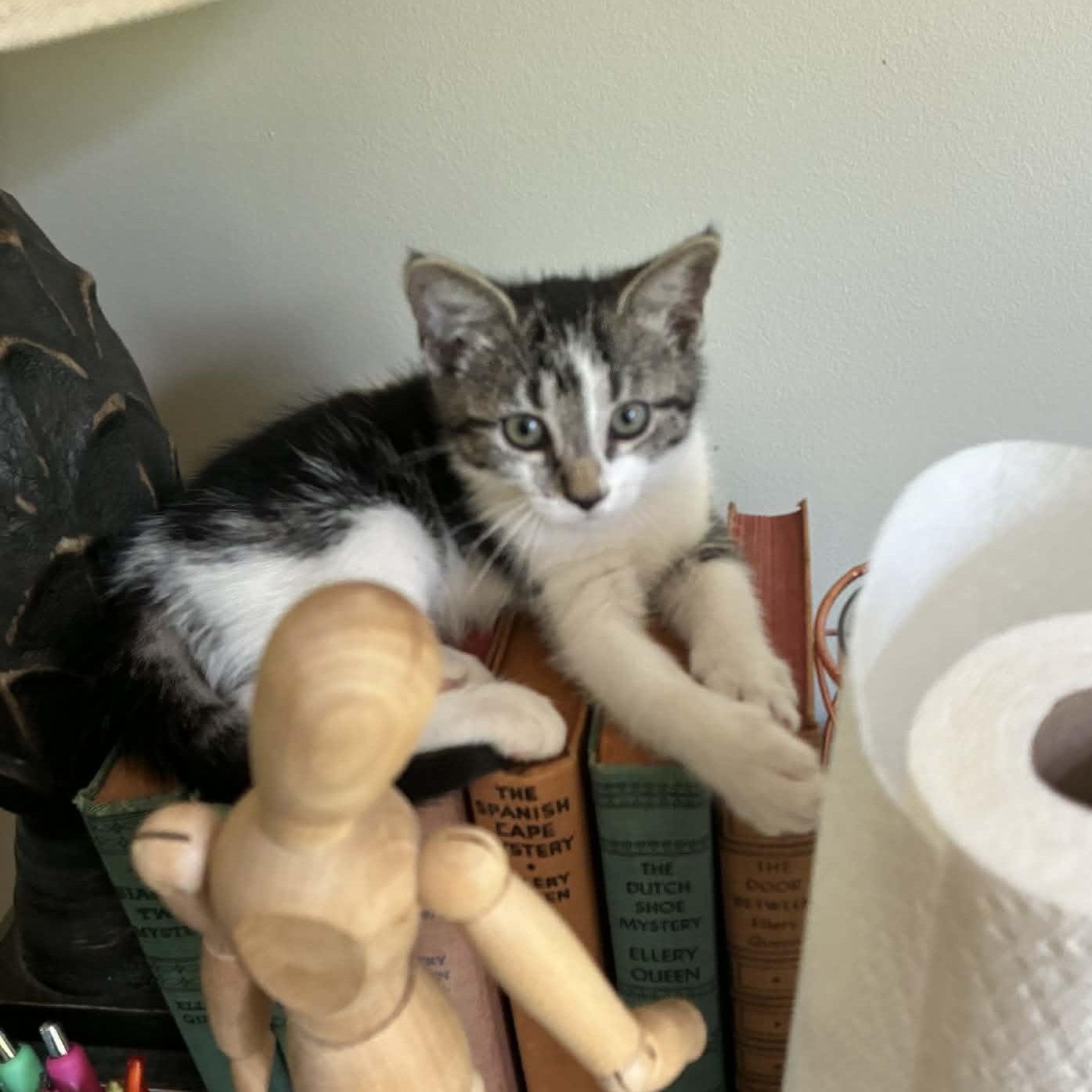 Georgie, Adoptable, Kitten Female American Shorthair.