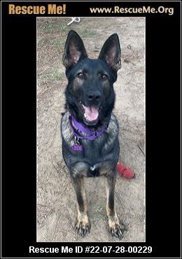 Enlarge Rhiannon, a Adoptable mixed breed in White Plains, MD image 1/2