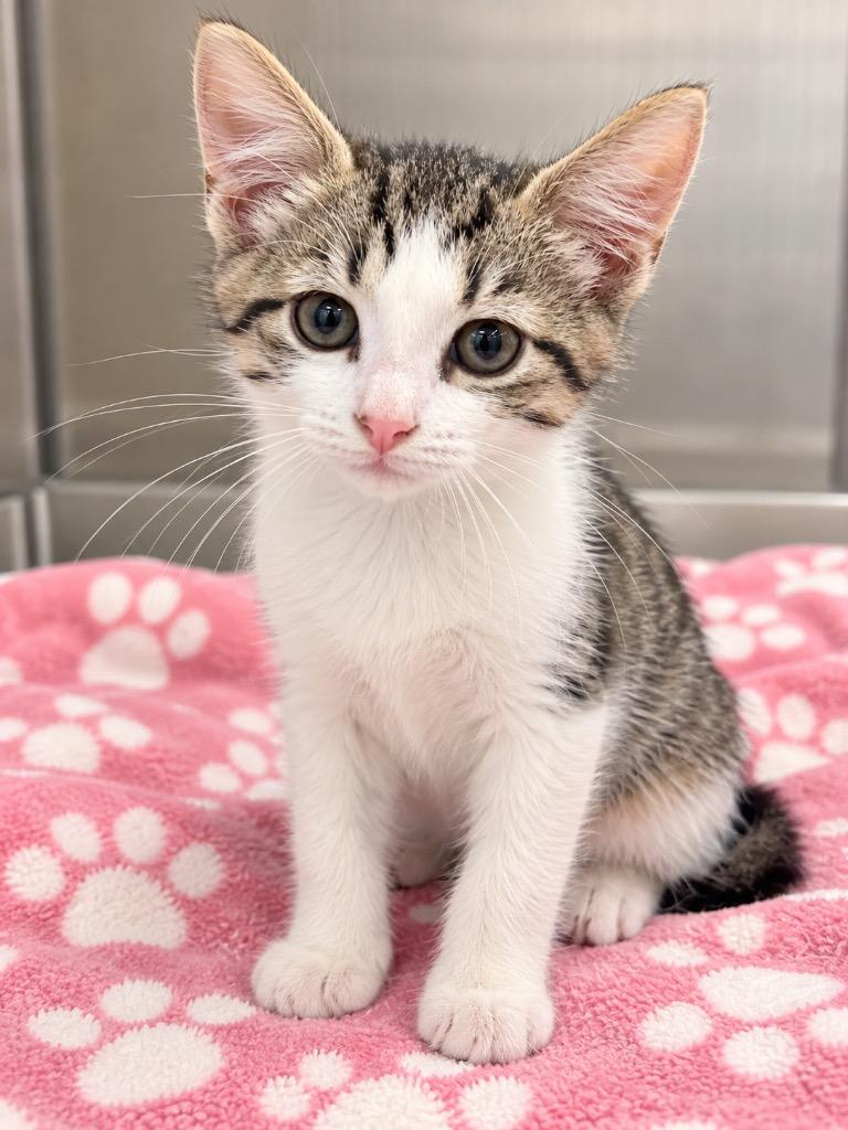 Itzy, Adoptable, Kitten Female Domestic Short Hair.