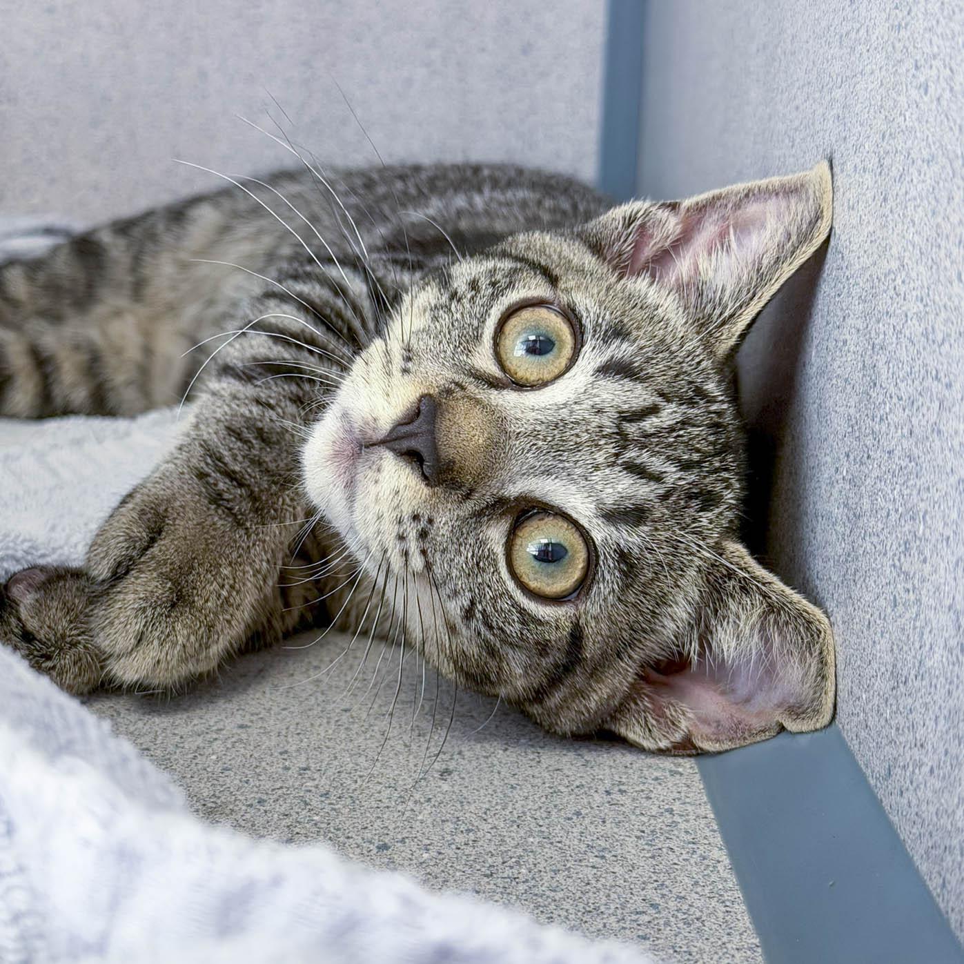 Enlarge Private, a ADOPTABLE Domestic Short Hair in Stamford, CT image 2/5