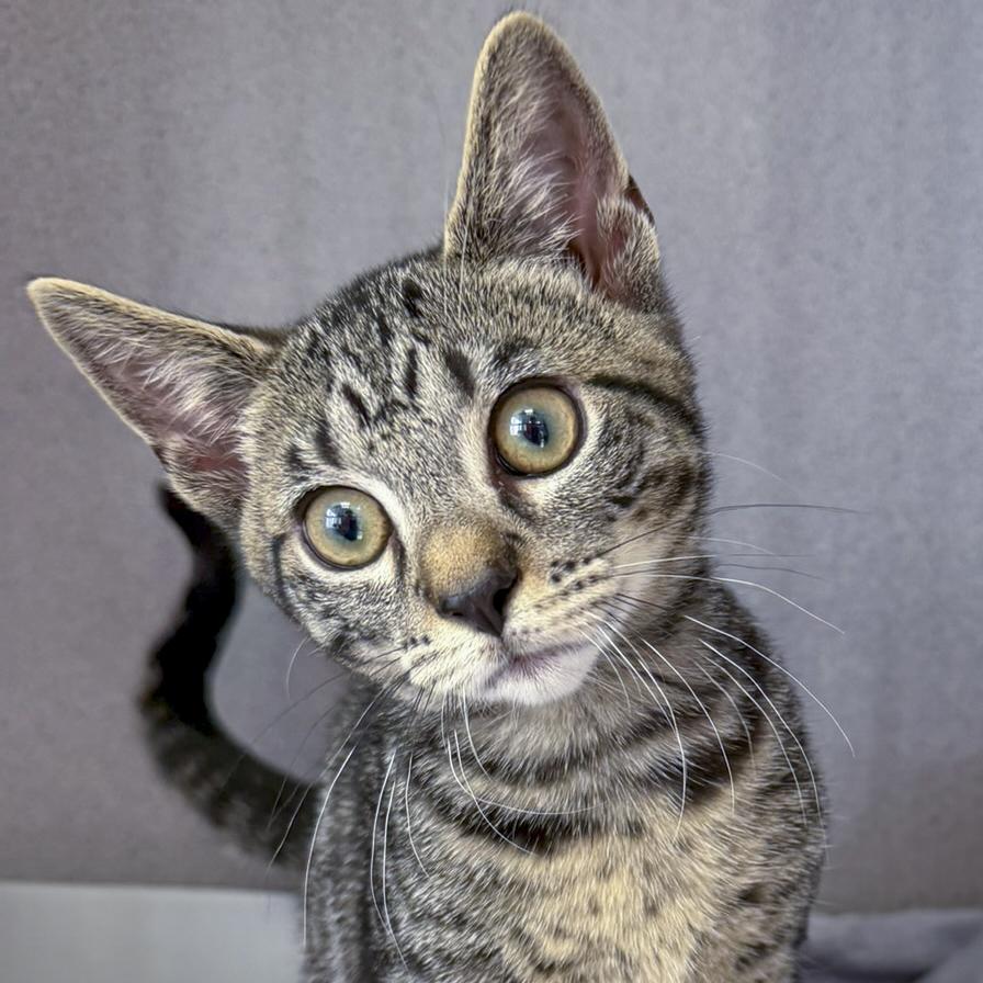 Enlarge Private, a ADOPTABLE Domestic Short Hair in Stamford, CT image 1/5