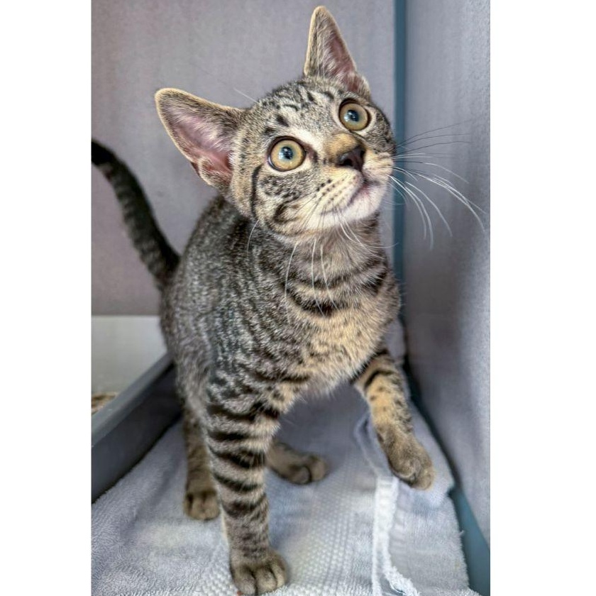 Enlarge Private, a ADOPTABLE Domestic Short Hair in Stamford, CT image 4/5