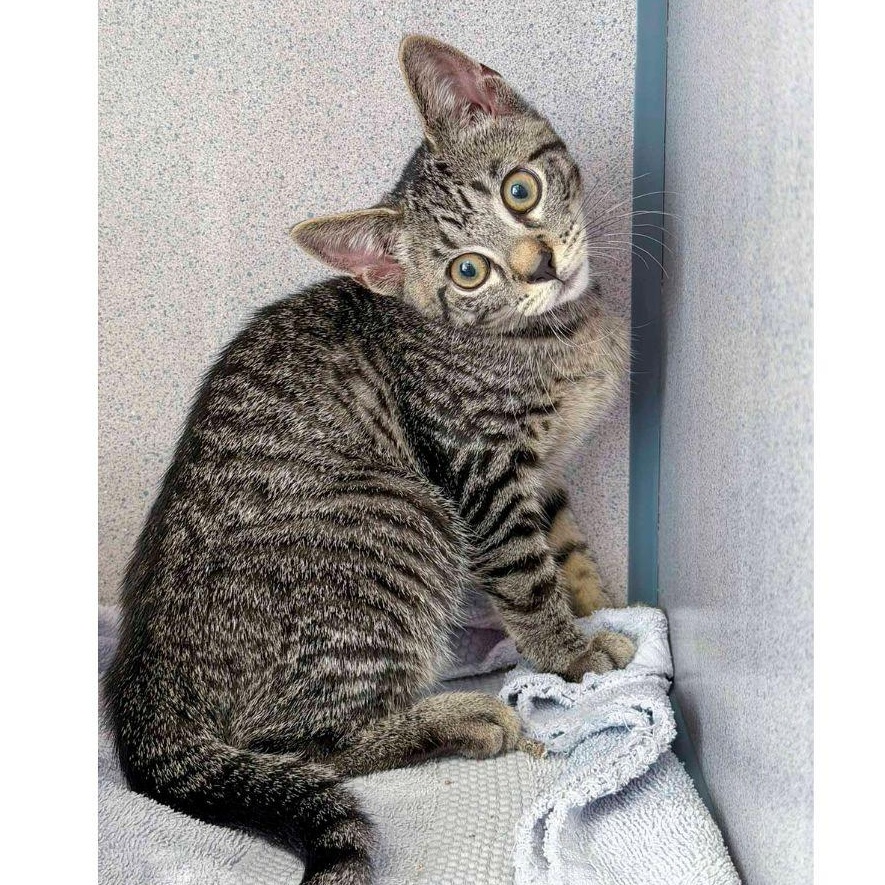 Enlarge Private, a ADOPTABLE Domestic Short Hair in Stamford, CT image 5/5