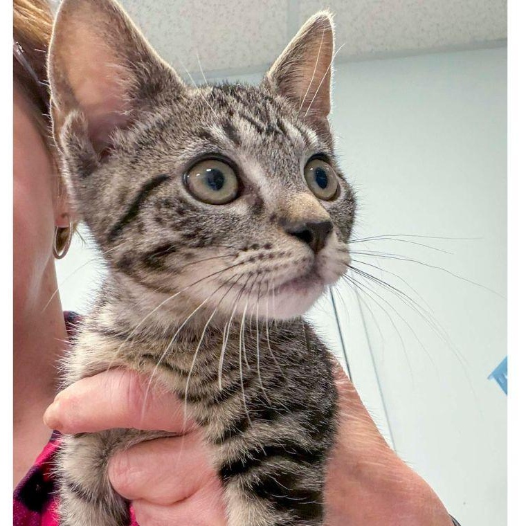 Enlarge Private, a ADOPTABLE Domestic Short Hair in Stamford, CT image 3/5