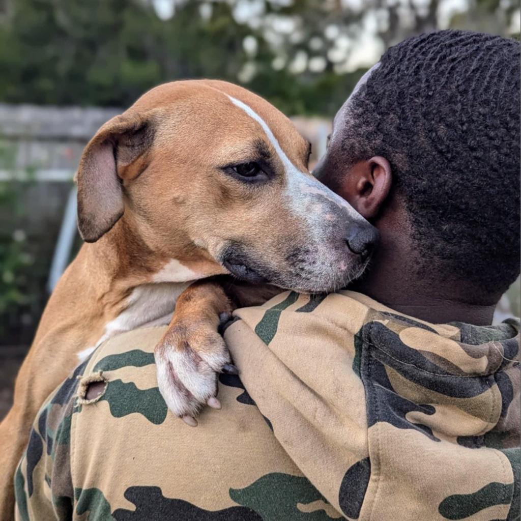 Chi-Chi, Adoptable, Adult Female Mixed Breed.