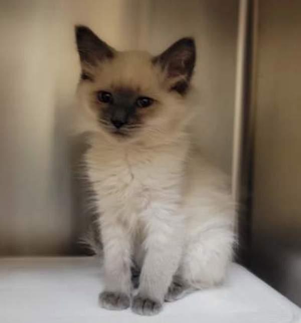 Enlarge Rogue, a Adoptable mixed breed in Kennewick, WA image 1/1