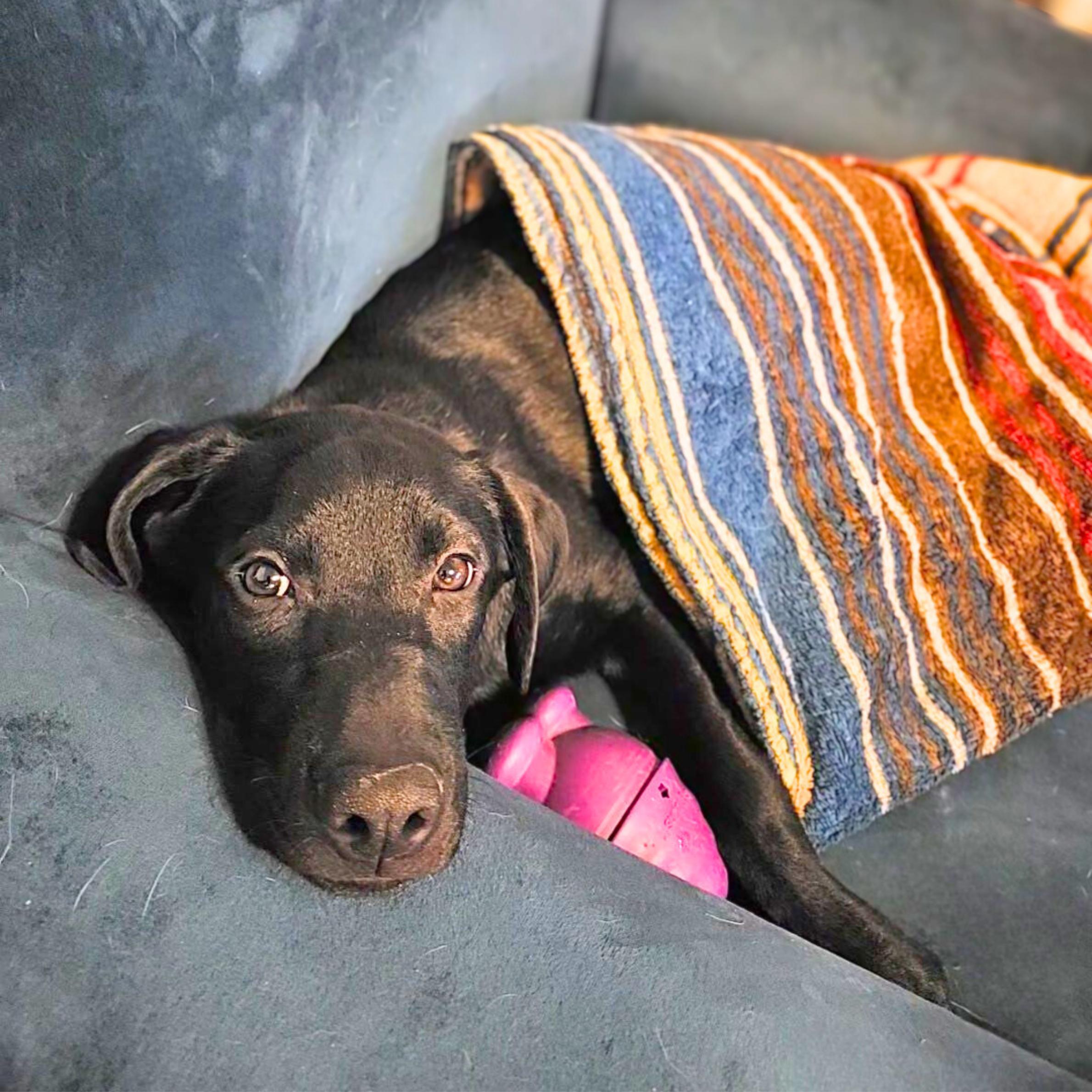 Enlarge Wednesday, a ADOPTABLE mixed breed in New York, NY image 3/6