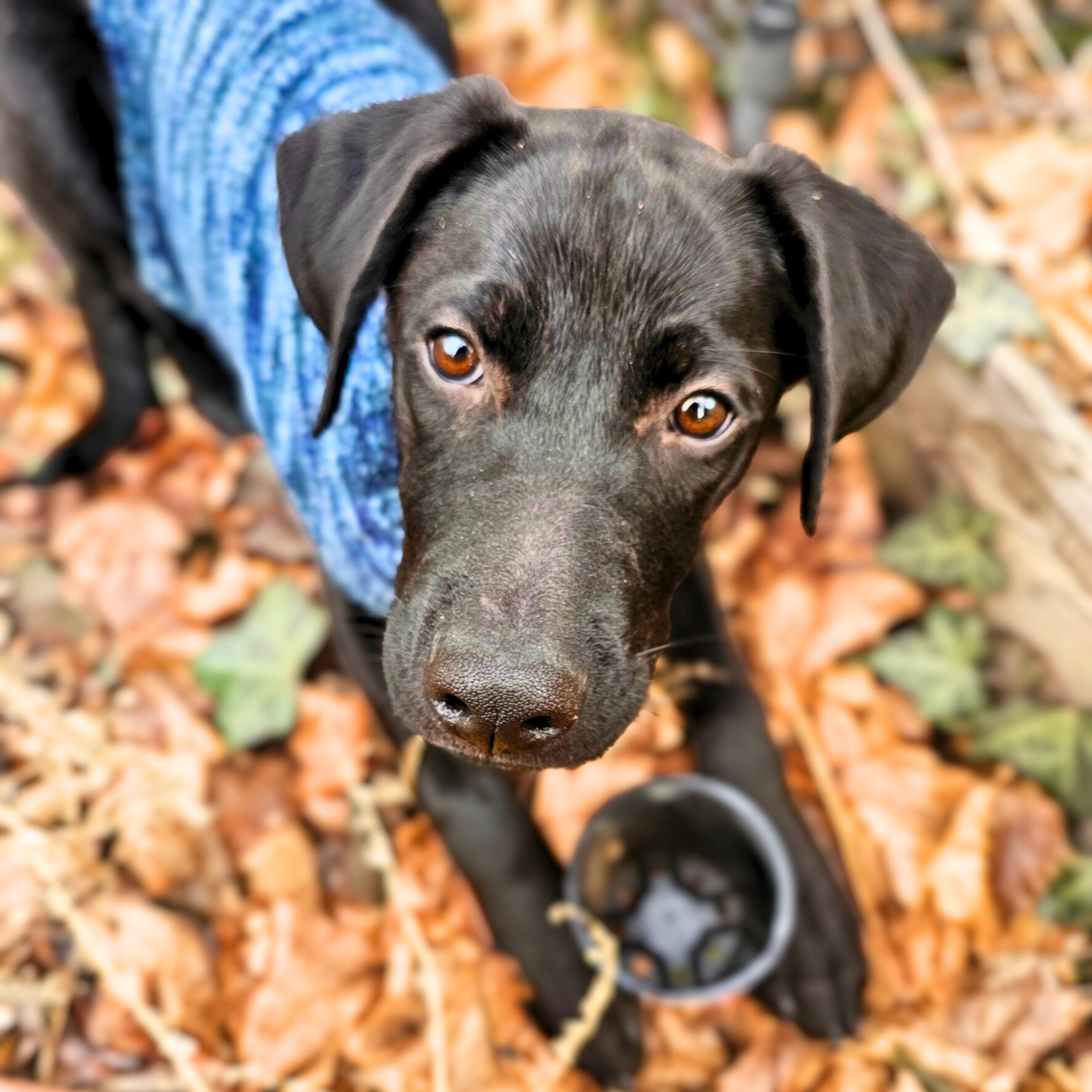 Enlarge Wednesday, a ADOPTABLE mixed breed in New York, NY image 2/6