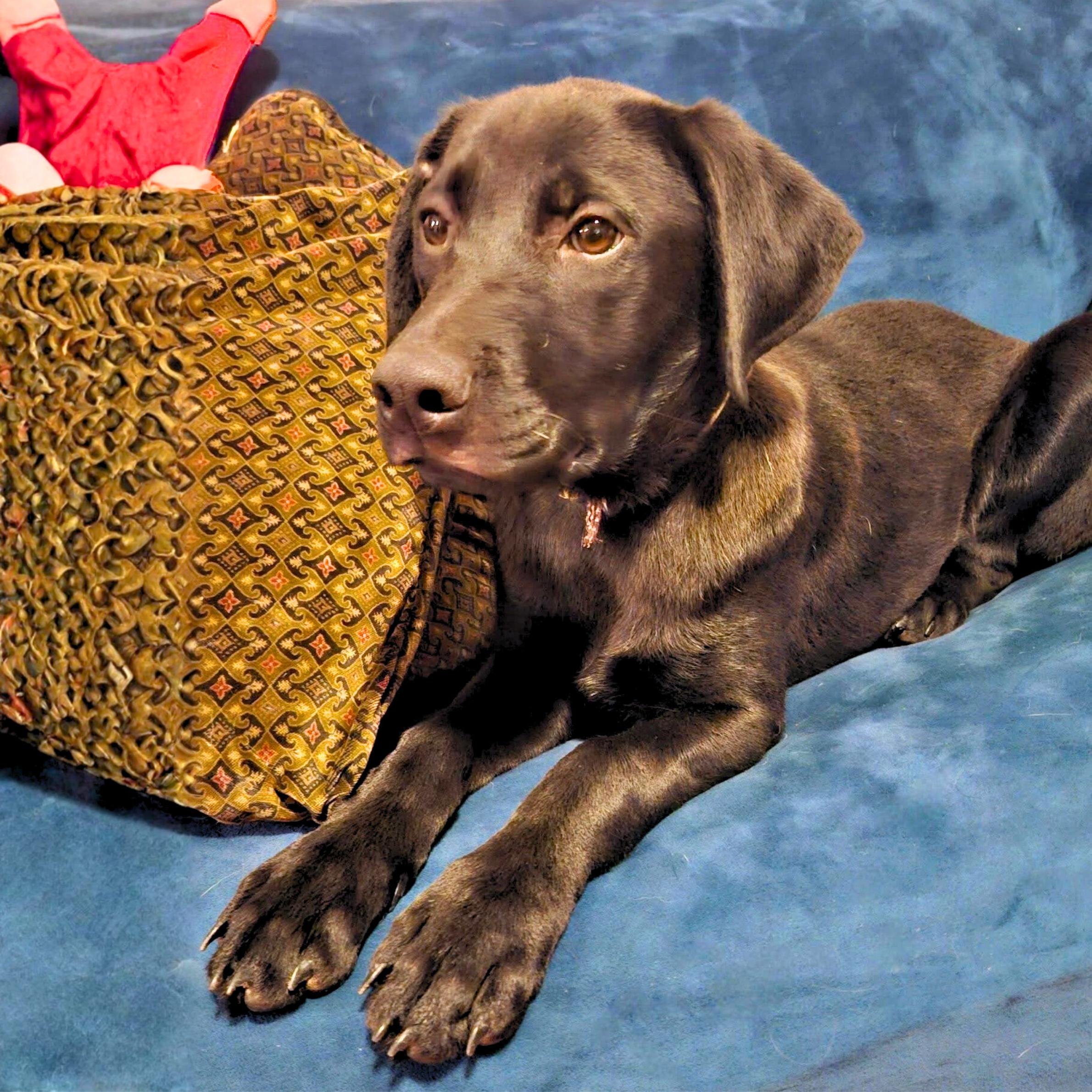 Enlarge Wednesday, a ADOPTABLE mixed breed in New York, NY image 1/6