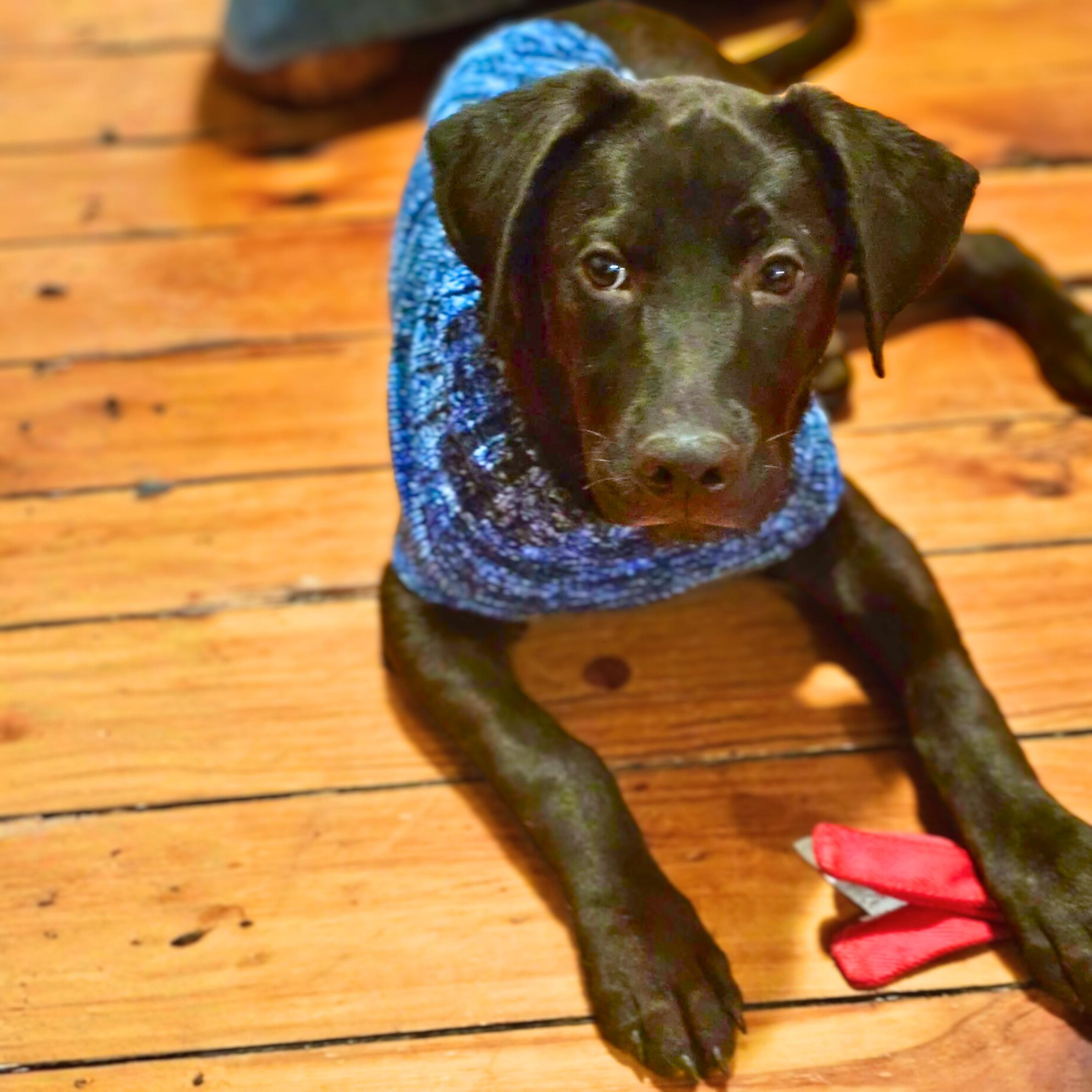 Enlarge Wednesday, a ADOPTABLE mixed breed in New York, NY image 5/6