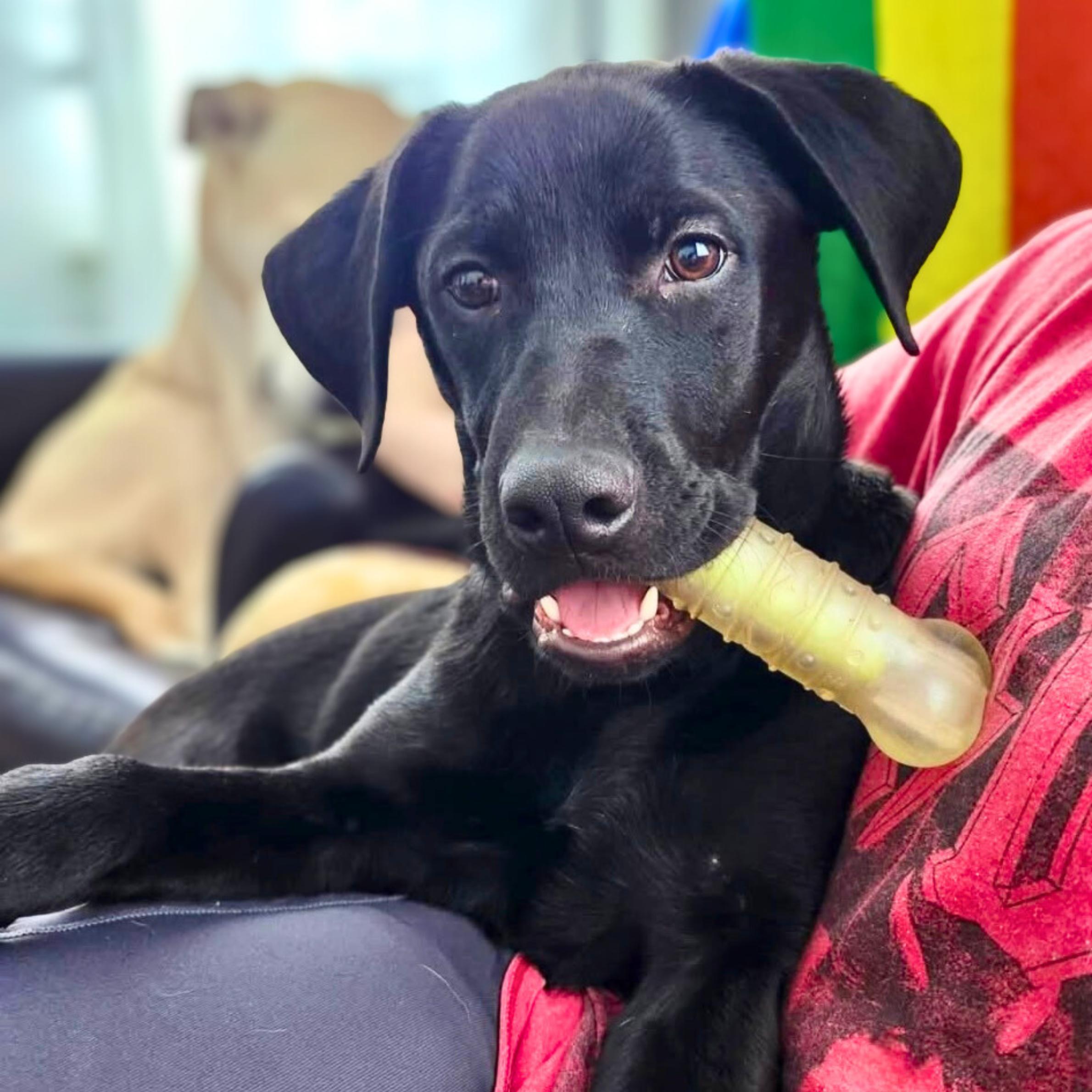 Enlarge Wednesday, a ADOPTABLE mixed breed in New York, NY image 4/6