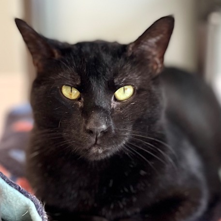 Panther, a Adoptable Domestic Short Hair in Belmont, NY image 5/6