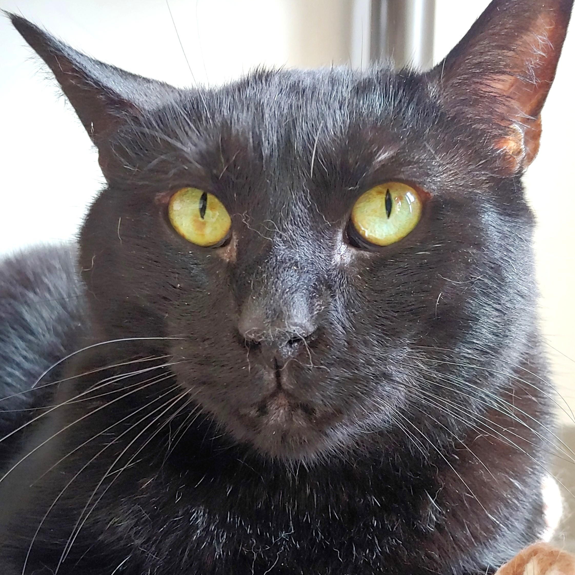 Panther, a Adoptable Domestic Short Hair in Belmont, NY image 1/6