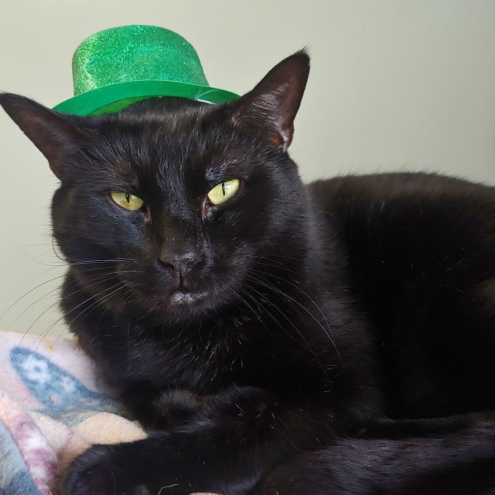 Panther, a Adoptable Domestic Short Hair in Belmont, NY image 4/6