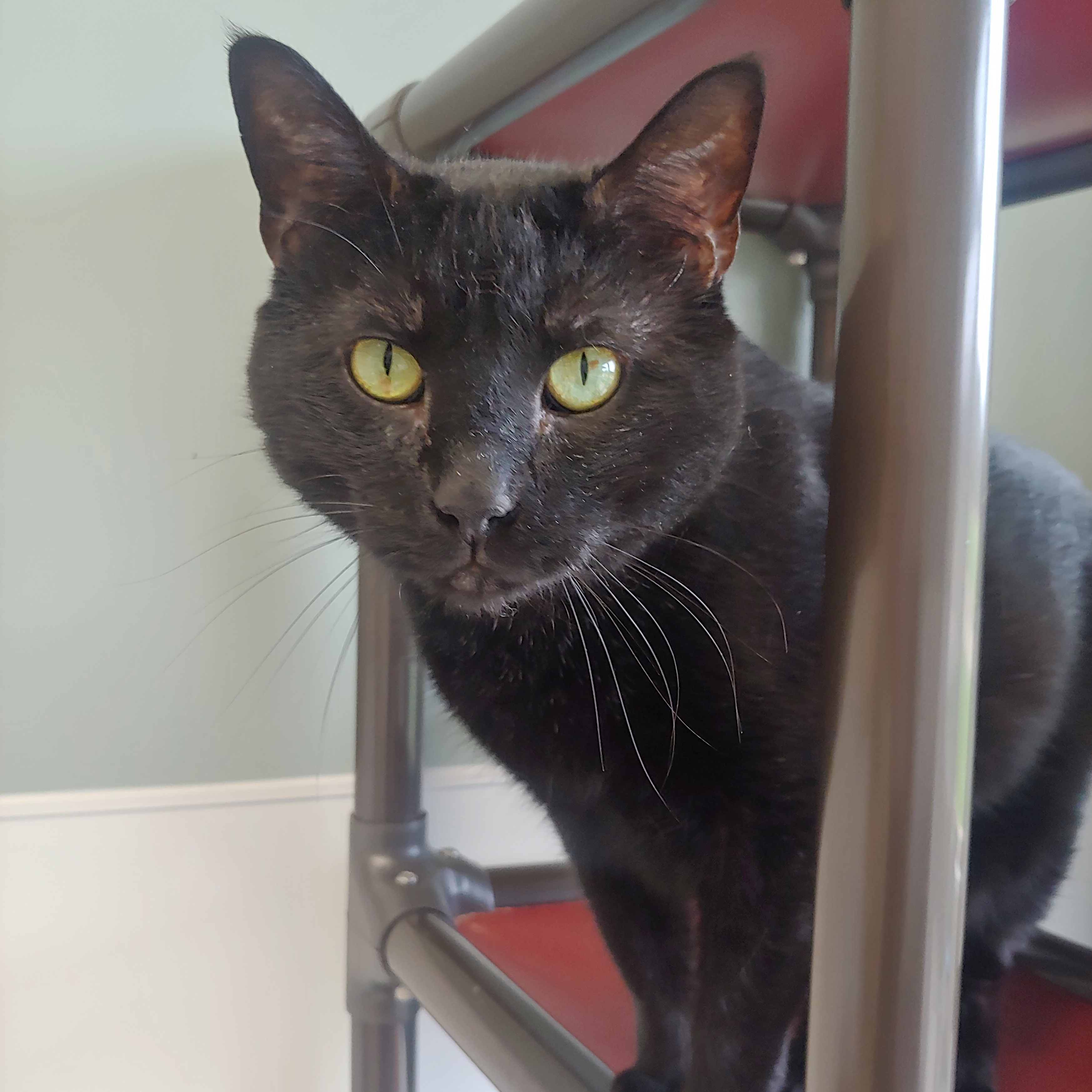 Panther, a Adoptable Domestic Short Hair in Belmont, NY image 6/6