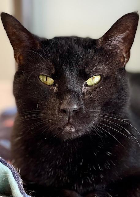 Panther, a Adoptable Domestic Short Hair in Belmont, NY image 3/6