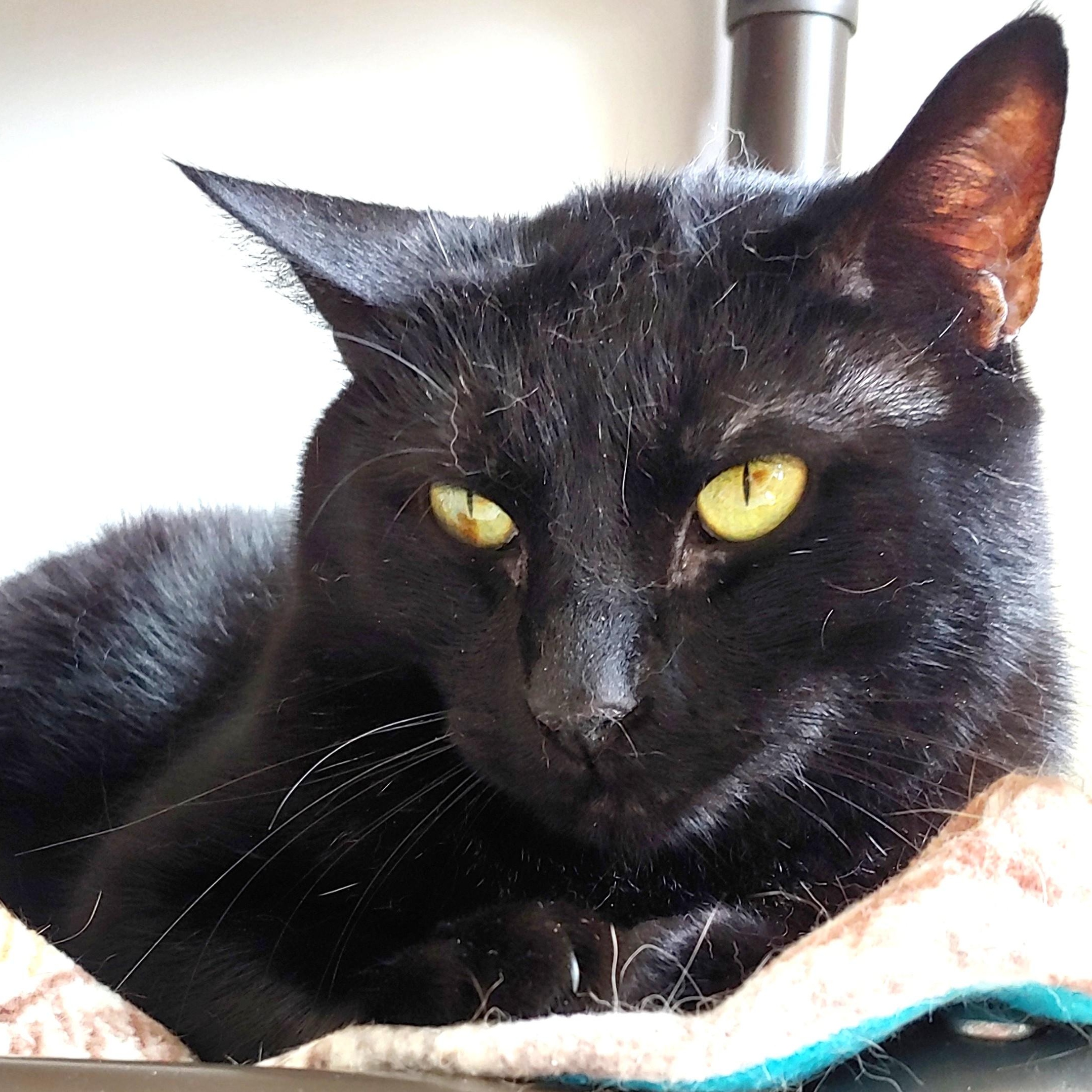 Panther, a Adoptable Domestic Short Hair in Belmont, NY image 2/6