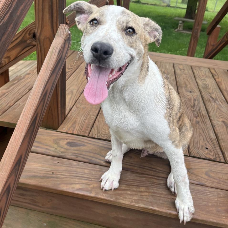 Enlarge Zeke, an adopted mixed breed in Kansas City, KS image 1/1